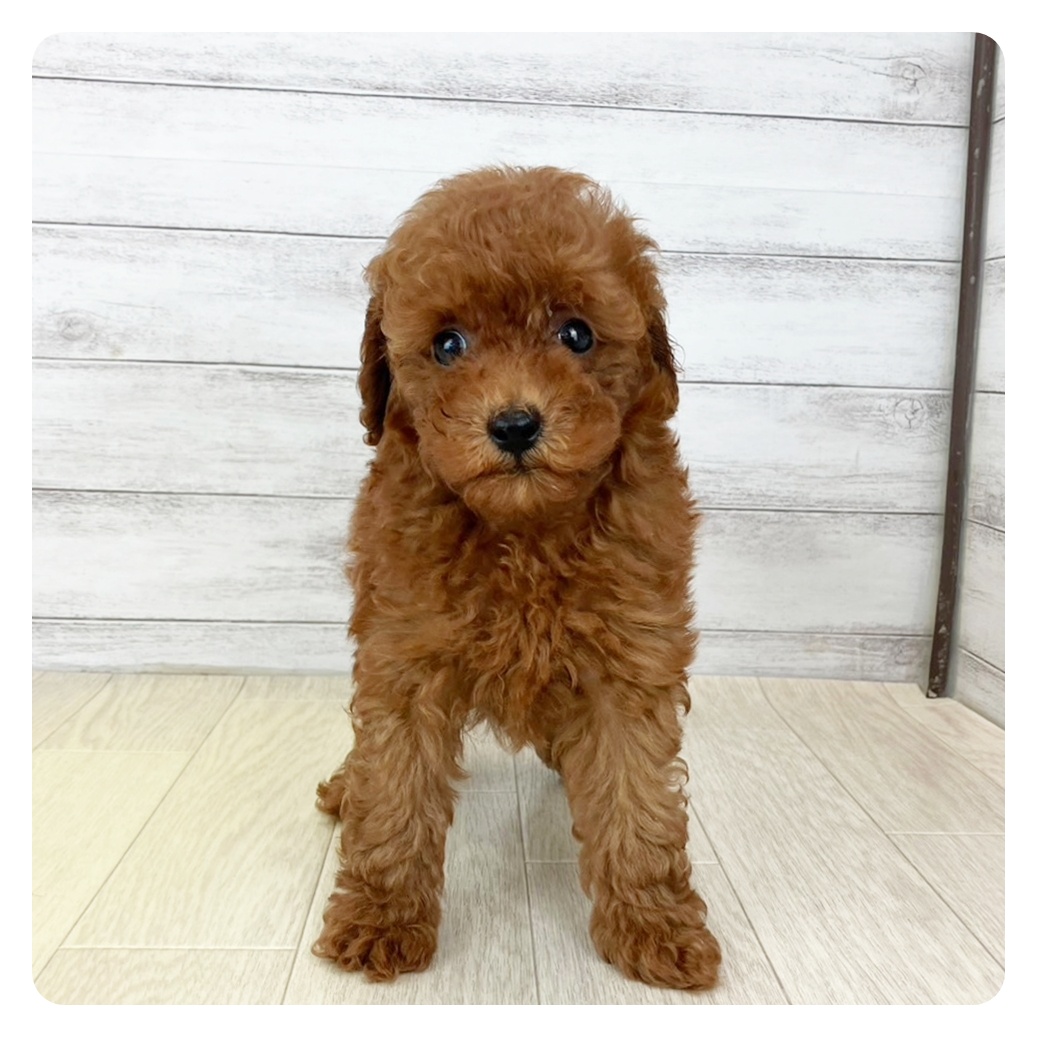岡山県のトイプードル(トイ) (犬の家＆猫の里倉敷中庄店/2025年7月2日生まれ/男の子/レッドフォーン)の子犬