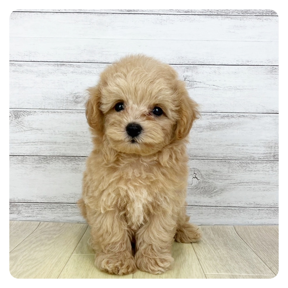 兵庫県のマルプー(マルチーズ×プードル) (犬の家&猫の里カナート西神戸店/2025年7月1日生まれ/女の子/アプリコット)の子犬