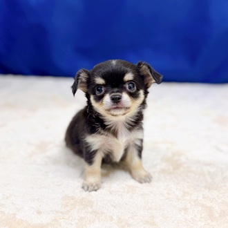 チワワ（ロング）