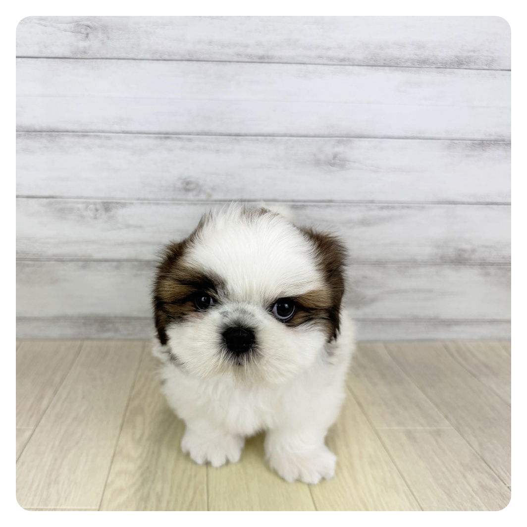愛知県のシーズー (犬の家＆猫の里エアポートウォーク店/2025年7月2日生まれ/男の子/ゴールドホワイト)の子犬