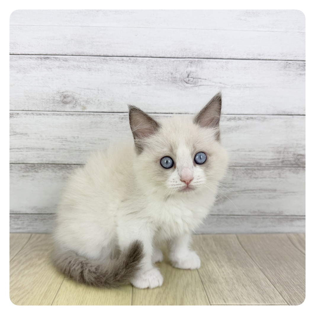 岐阜県のラグドール (犬の家＆猫の里岐南店/2025年7月2日生まれ/女の子/ブルーポイントバイカラー)の子猫