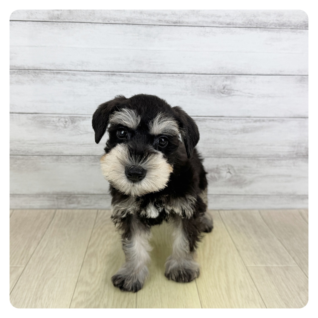 岐阜県のミニチュアシュナウザー (犬の家＆猫の里カラフルタウン岐阜店/2025年7月1日生まれ/男の子/ブラックシルバー)の子犬の2枚目の画像