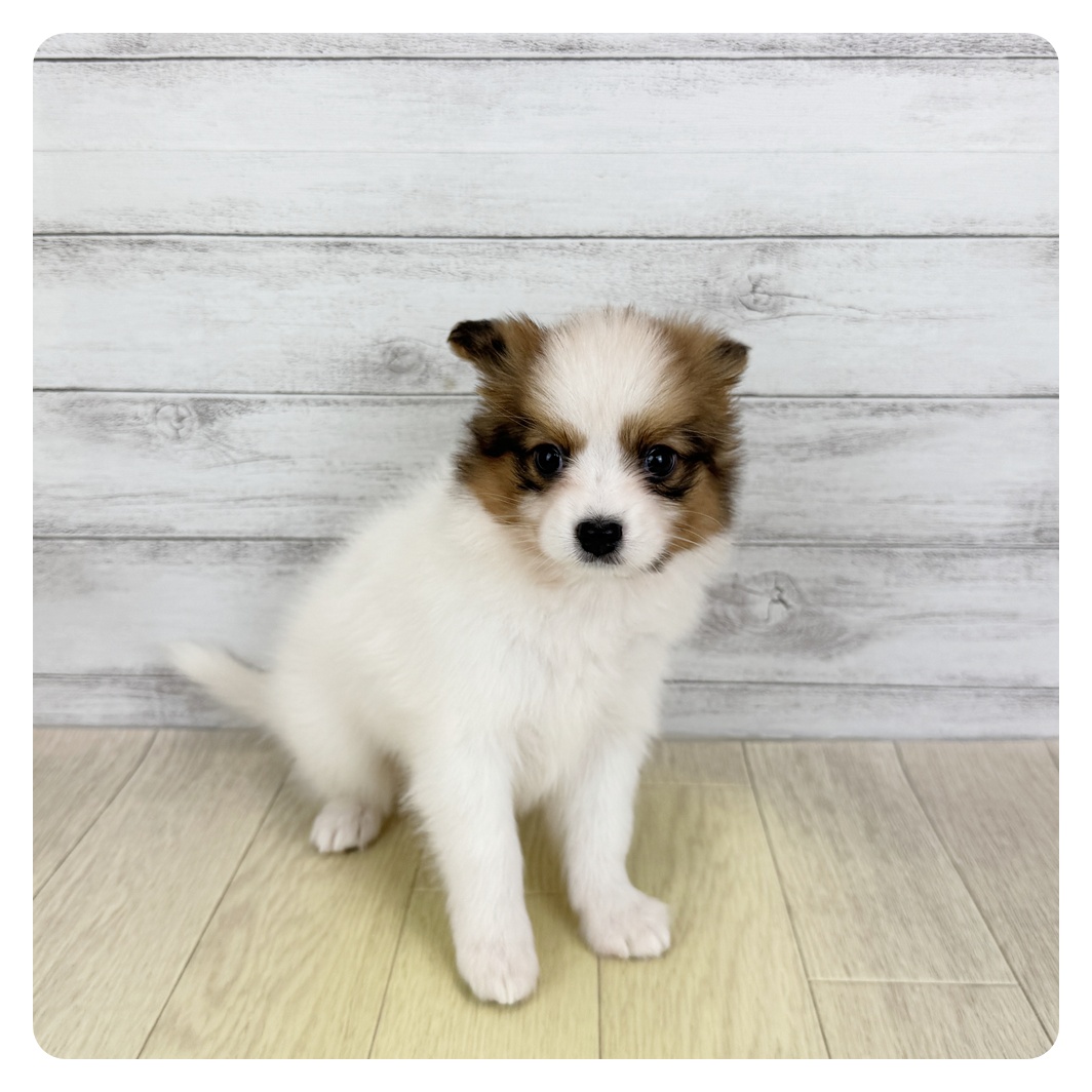 愛知県のパピヨン (犬の家＆猫の里エアポートウォーク店/2025年7月2日生まれ/男の子/ホワイトブラウン)の子犬
