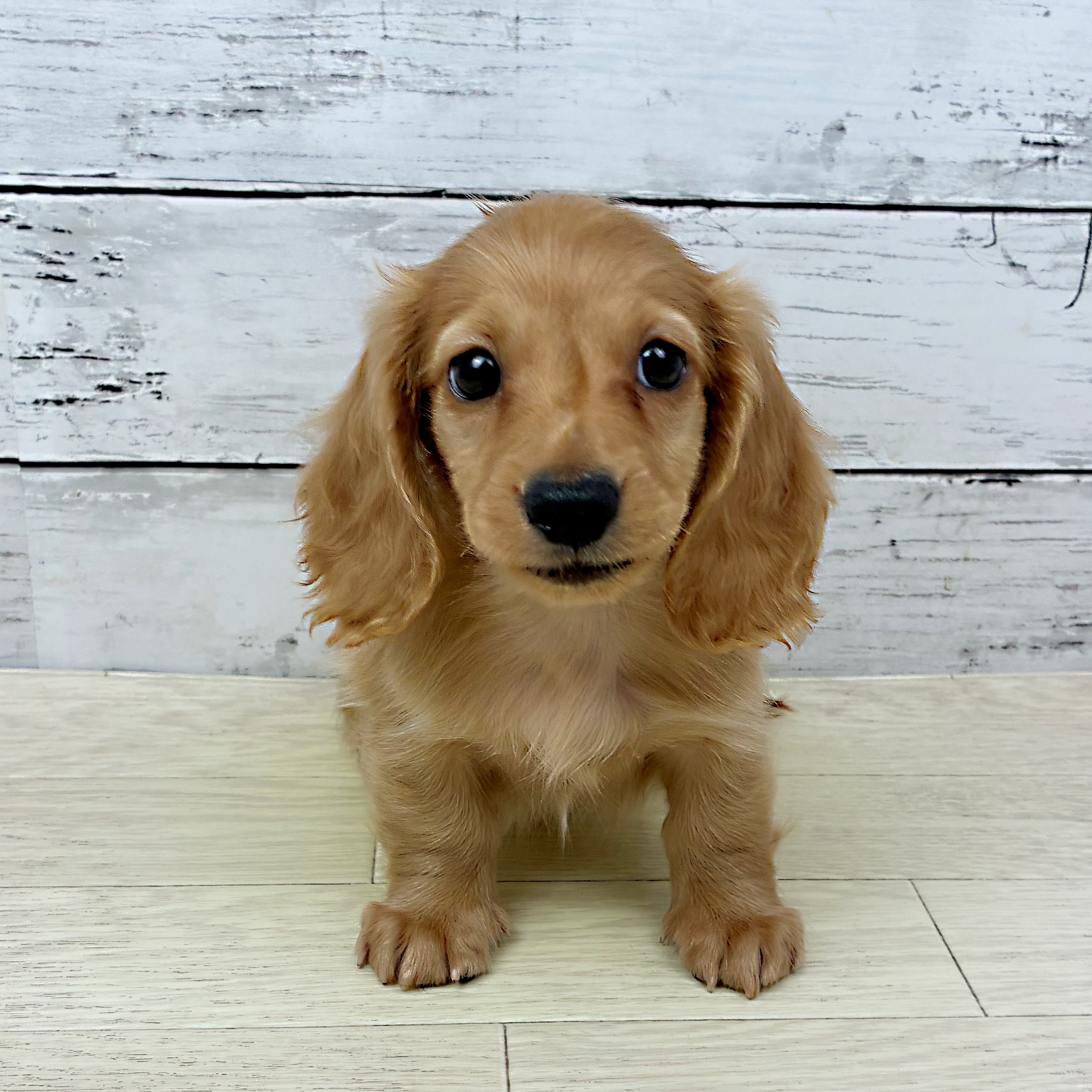 兵庫県のミニチュアダックスフンド(ロング) (犬の家＆猫の里神戸店/2025年7月3日生まれ/男の子/ゴールド)の子犬