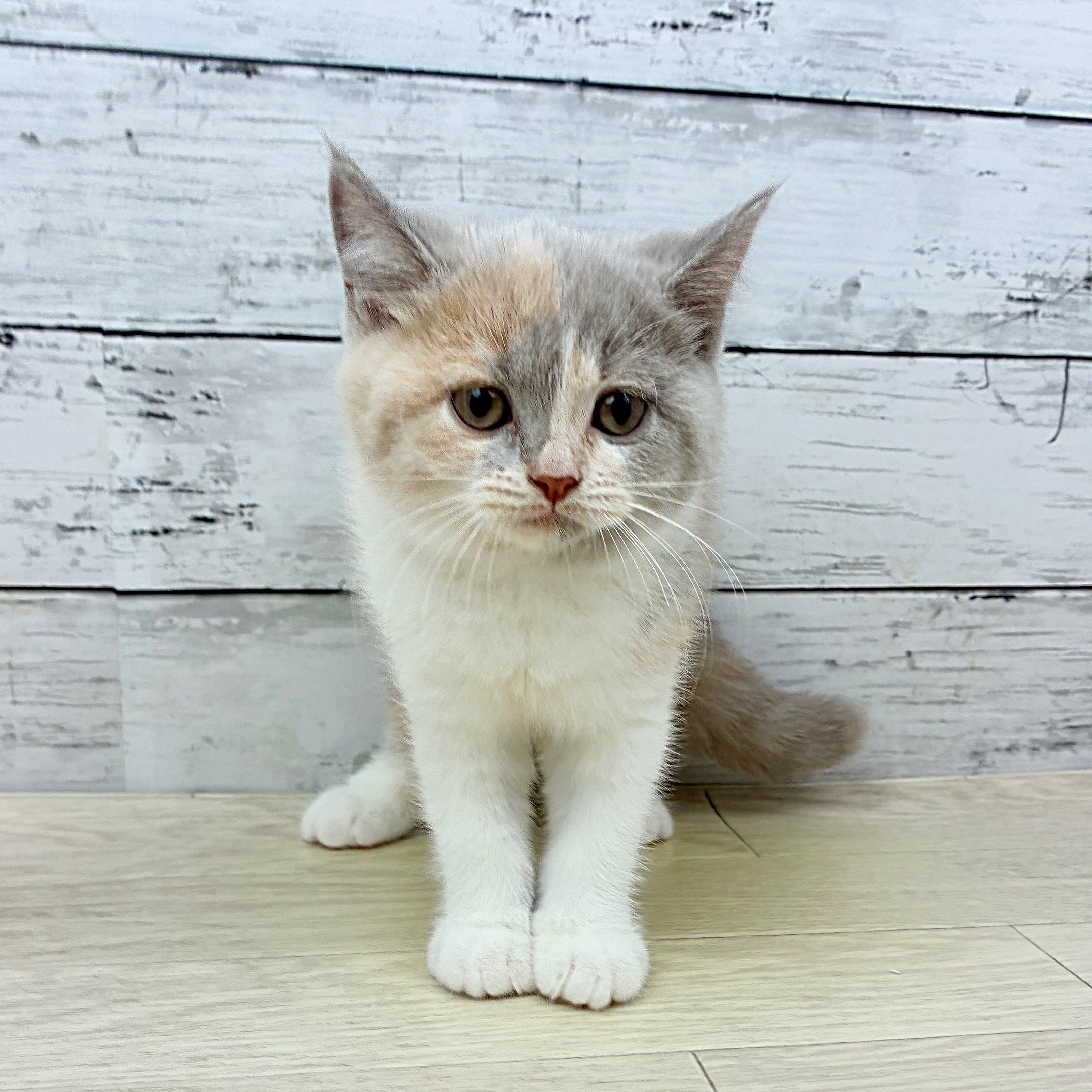 兵庫県のブリティッシュショートヘアー (犬の家＆猫の里ゆめタウン姫路店/2025年6月28日生まれ/女の子/ダイリュートキャリコ)の子猫