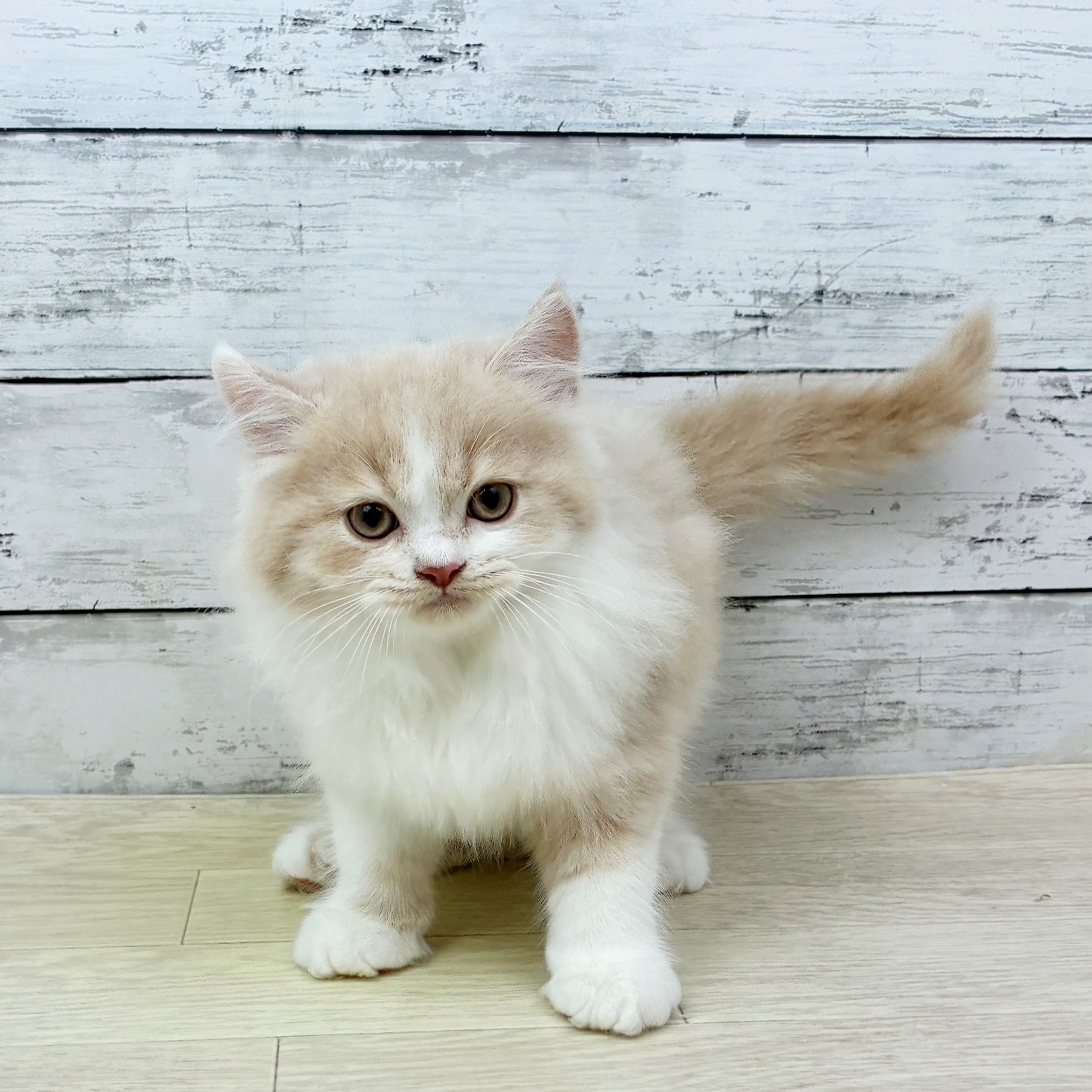 兵庫県のブリティッシュロングヘアー (犬の家＆猫の里川西店/2025年6月28日生まれ/男の子/クリームホワイト)の子猫