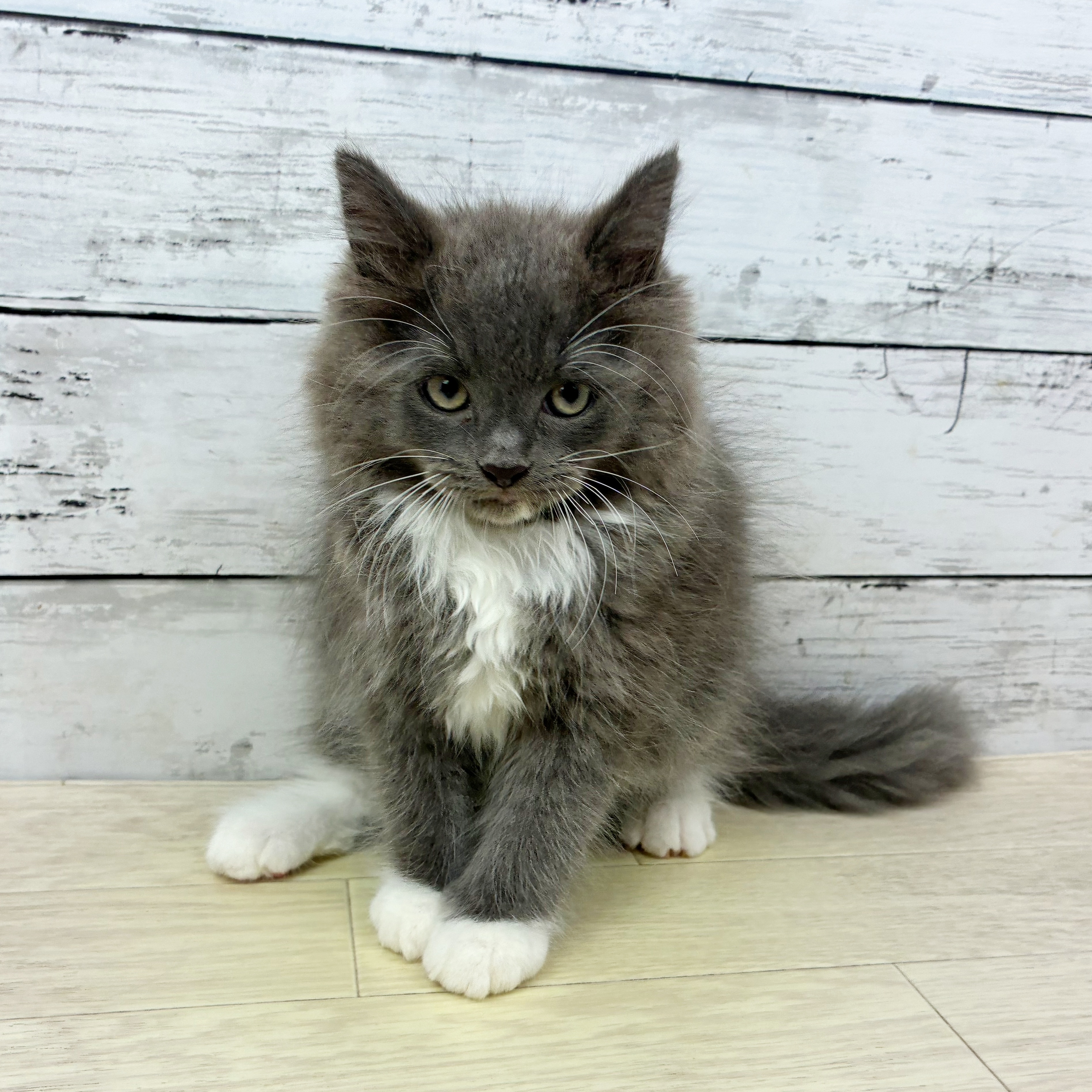 兵庫県のラガマフィン (犬の家＆猫の里カナート西神戸店/2025年6月27日生まれ/男の子/ブルーホワイト)の子猫