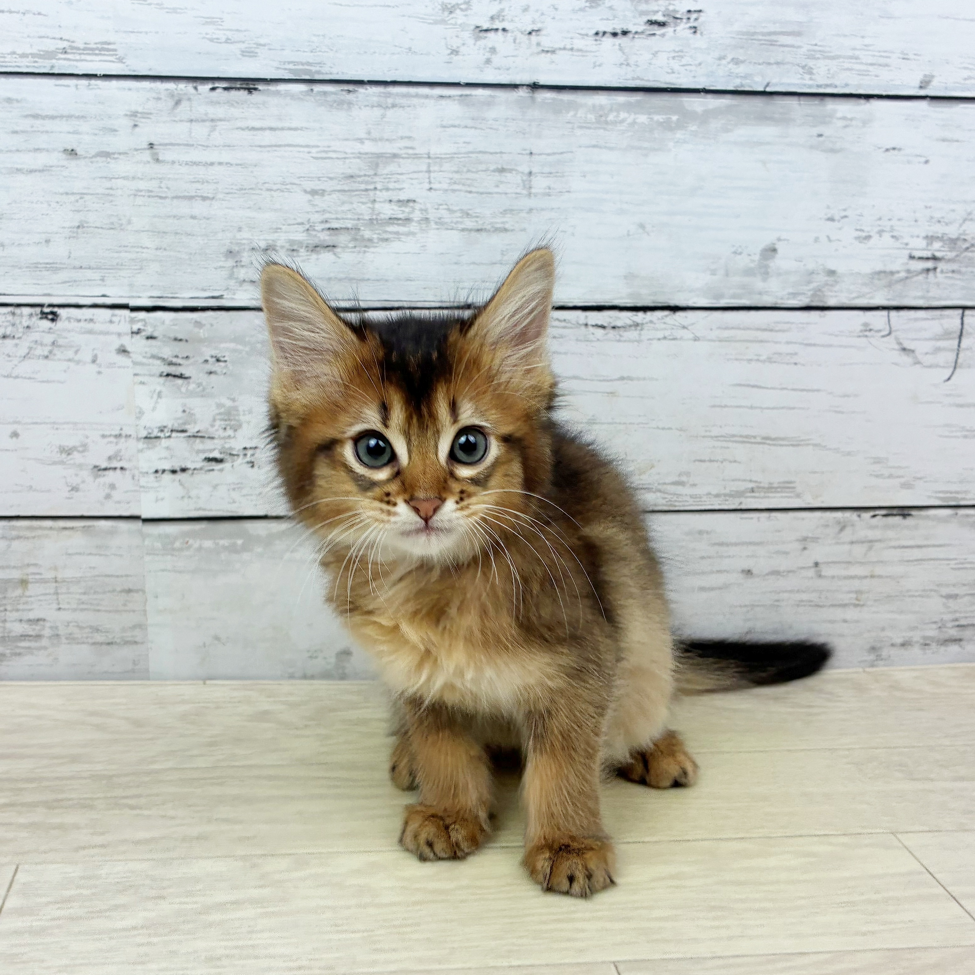 兵庫県のソマリ (犬の家＆猫の里川西店/2025年7月1日生まれ/女の子/ルディ)の子猫