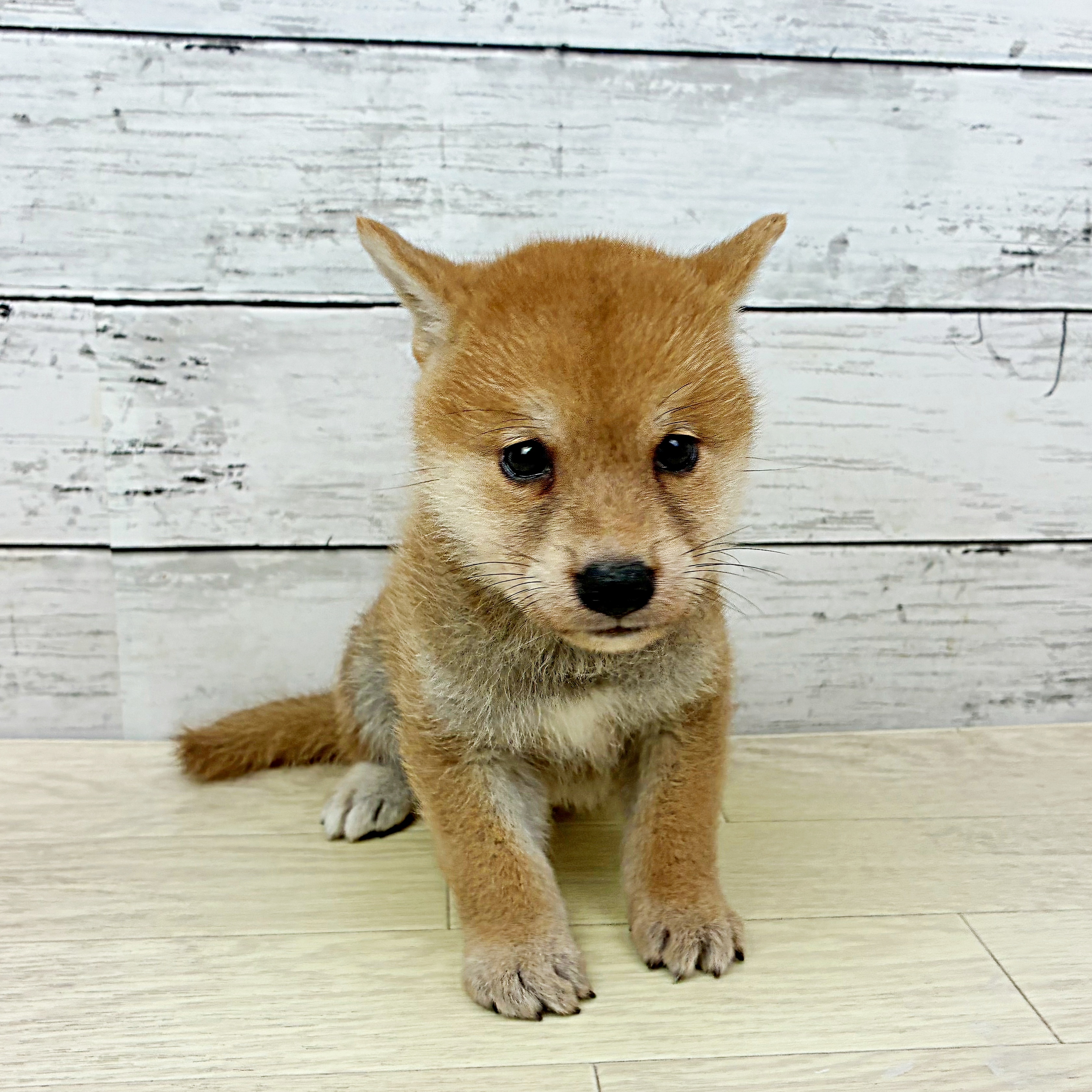 兵庫県の柴犬(標準サイズ) (犬の家＆猫の里ニッケパークタウン加古川店/2025年7月3日生まれ/女の子/赤)の子犬
