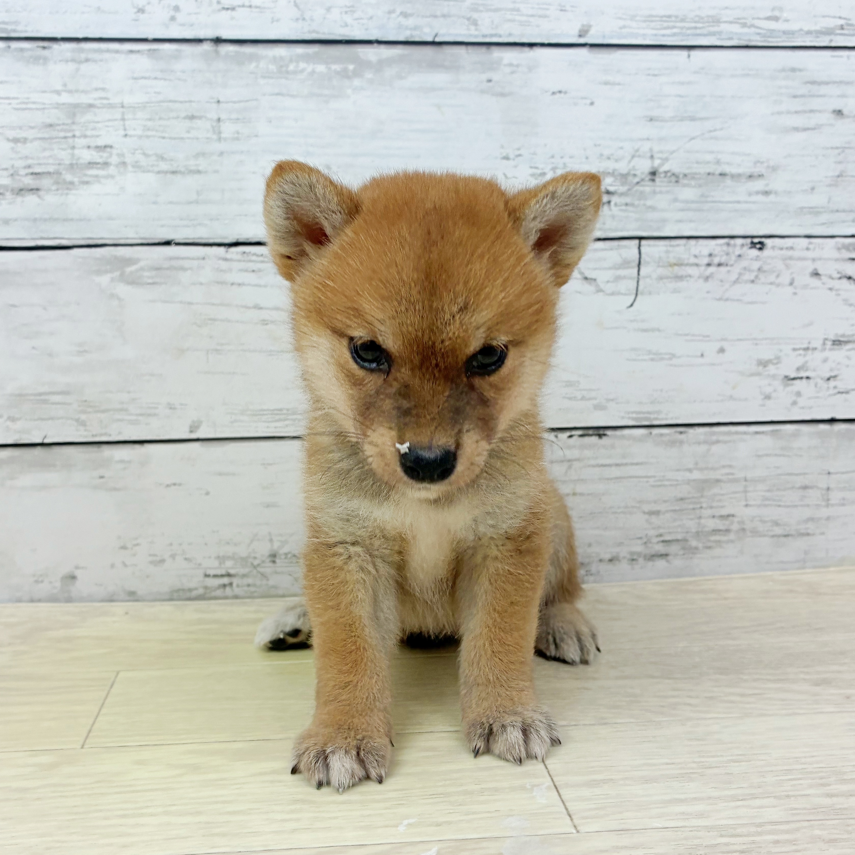 兵庫県の柴犬(標準サイズ) (犬の家＆猫の里神戸店/2025年7月3日生まれ/女の子/赤)の子犬