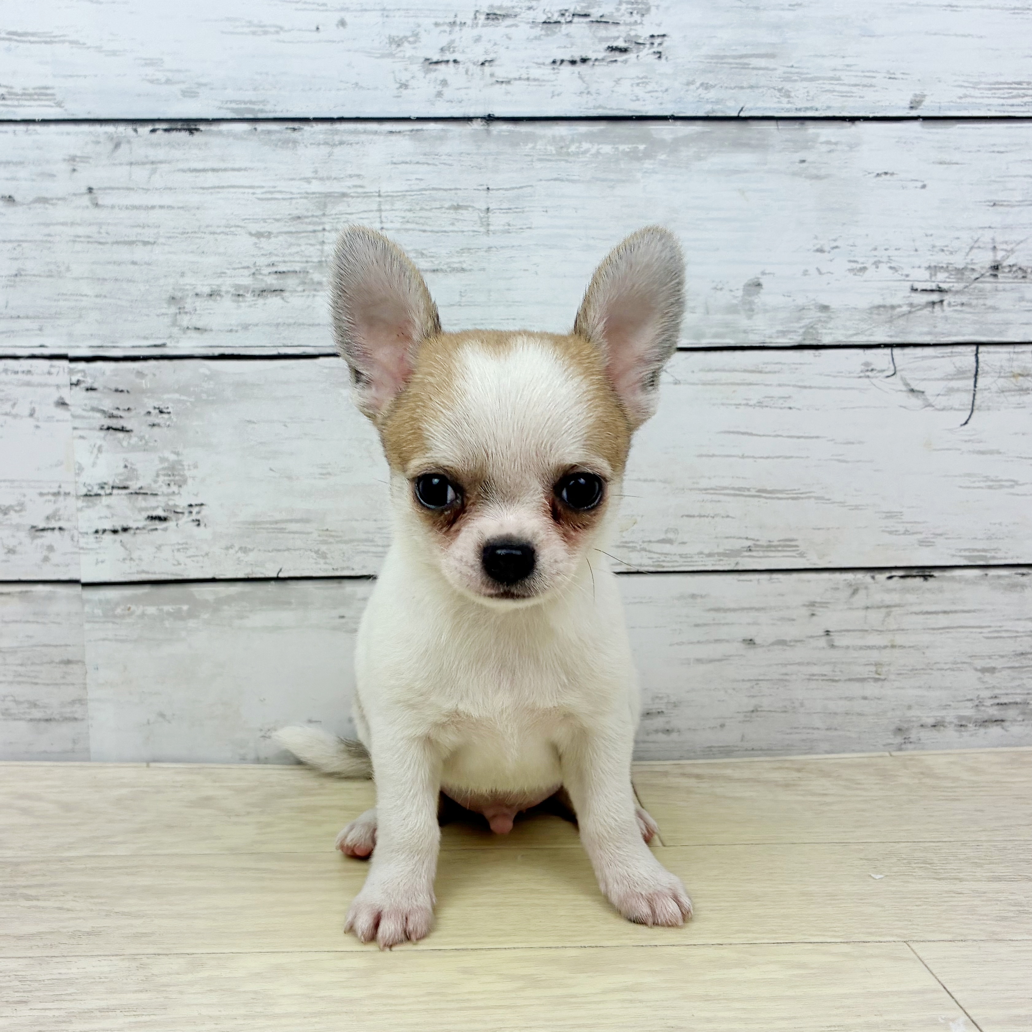 滋賀県のチワワ(スムース) (犬の家＆猫の里近江八幡店/2025年6月29日生まれ/男の子/ホワイトレッド)の子犬