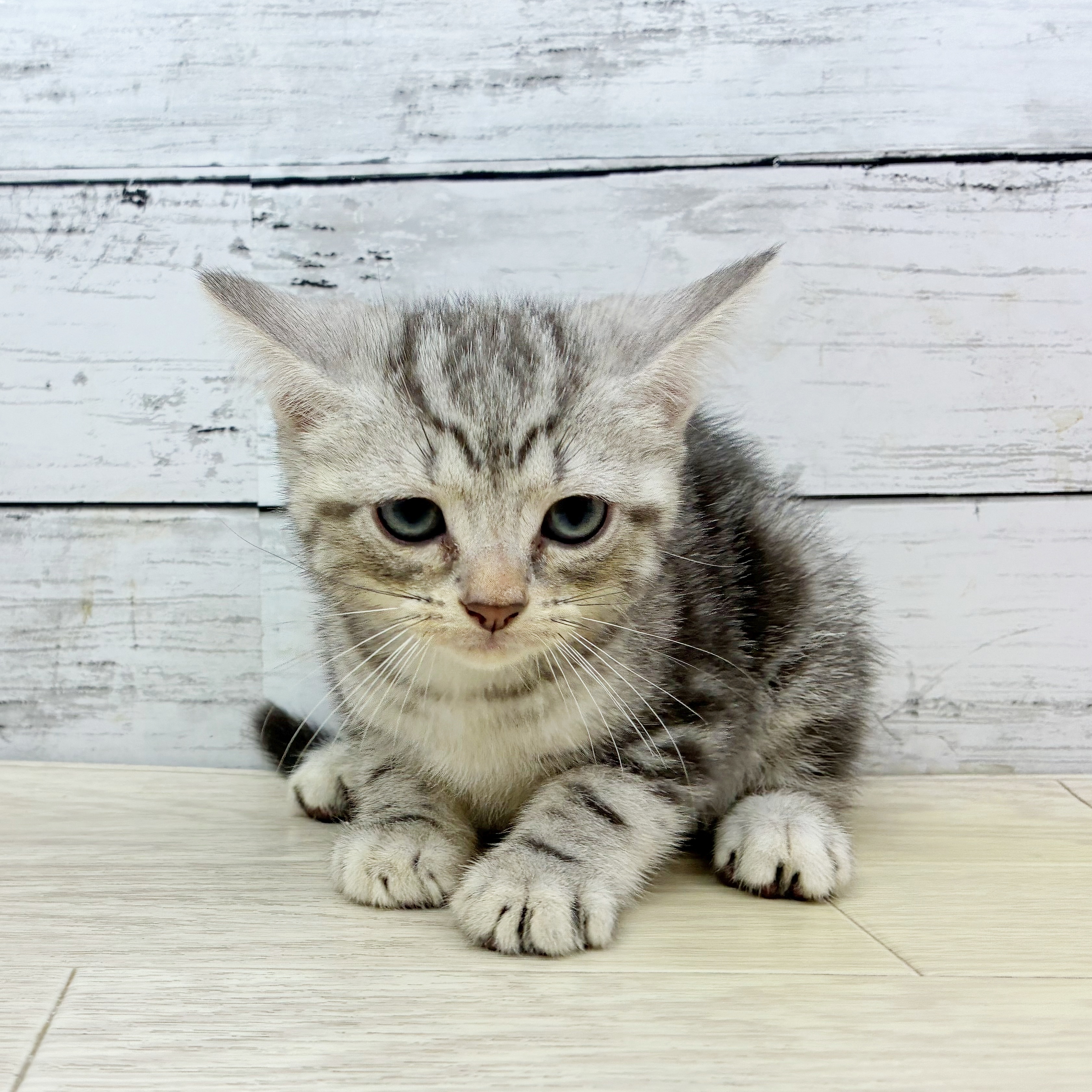 兵庫県のアメリカンショートヘアー (犬の家＆猫の里ニッケパークタウン加古川店/2025年7月1日生まれ/女の子/シルバータビー)の子猫