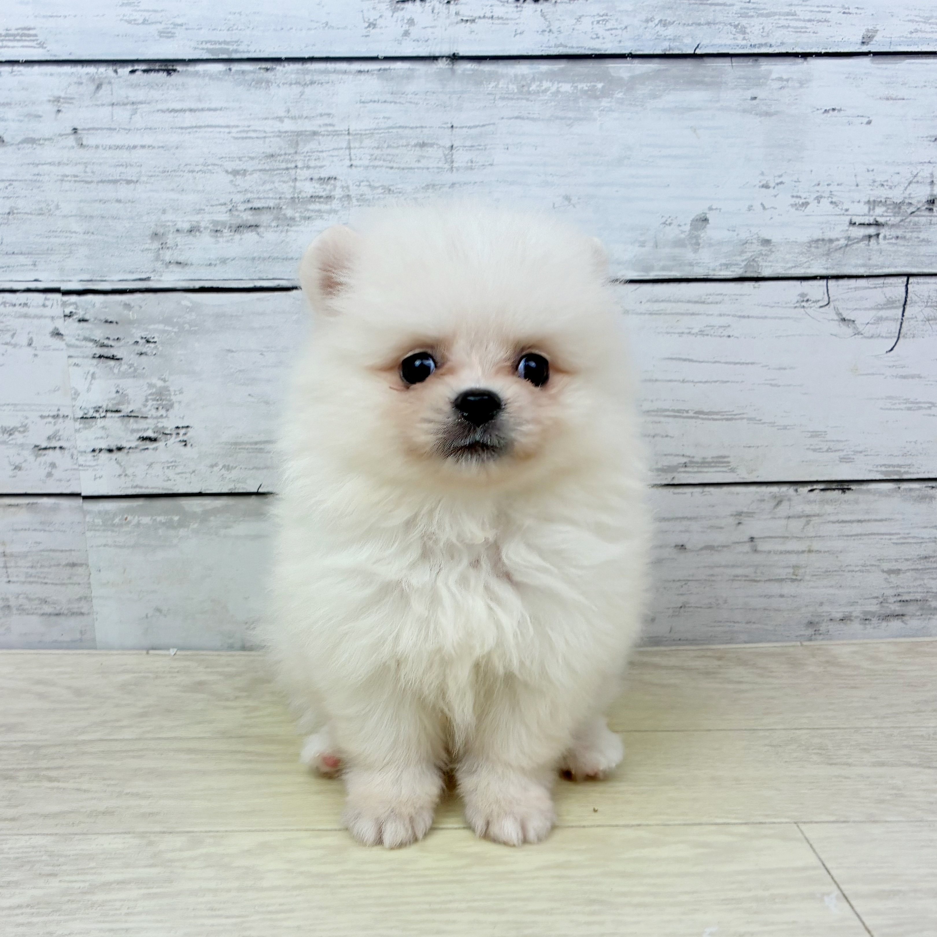 滋賀県のポメラニアン (犬の家＆猫の里長浜店/2025年7月3日生まれ/男の子/クリーム)の子犬の2枚目の画像