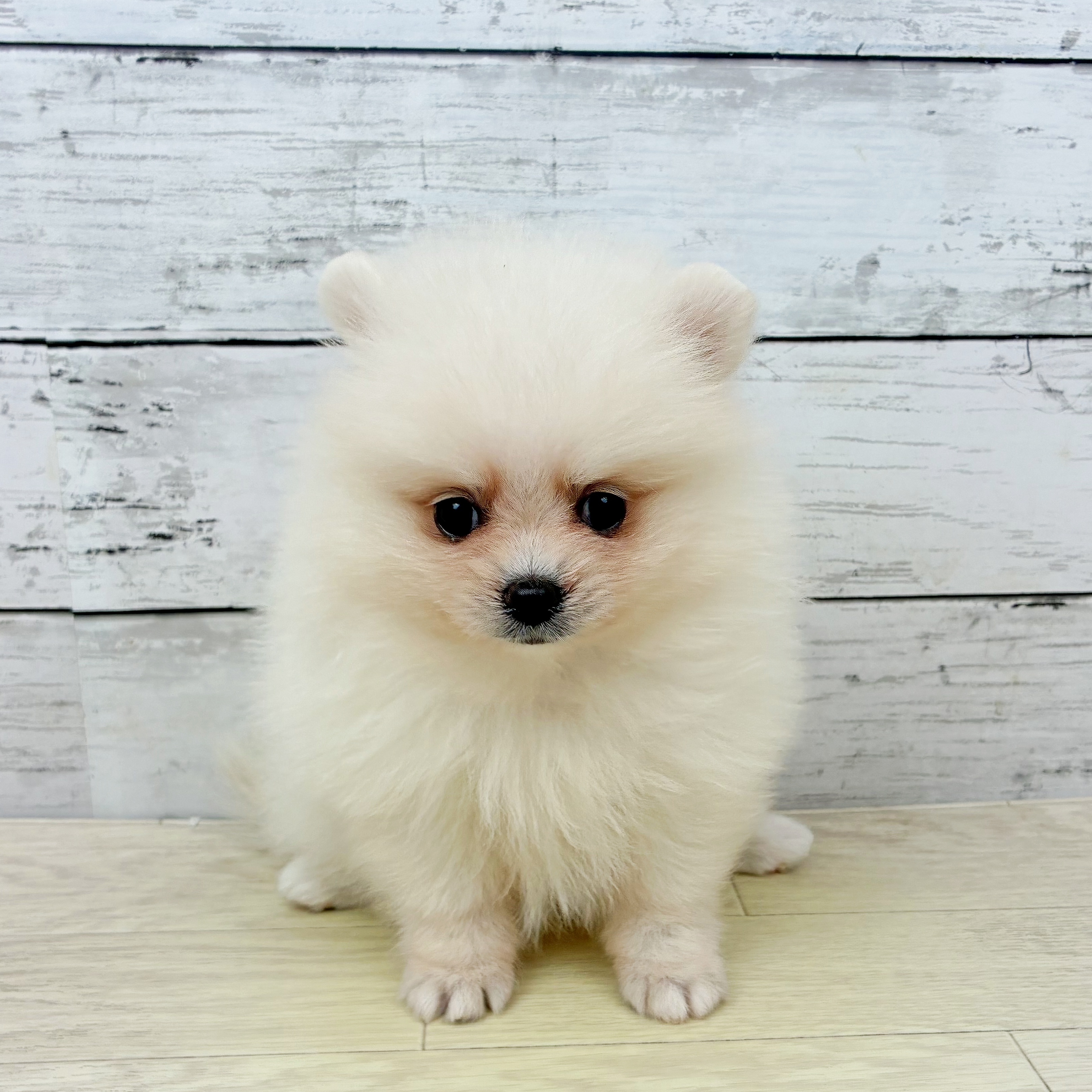 兵庫県のポメラニアン (犬の家＆猫の里神戸店/2025年7月3日生まれ/女の子/クリーム)の子犬