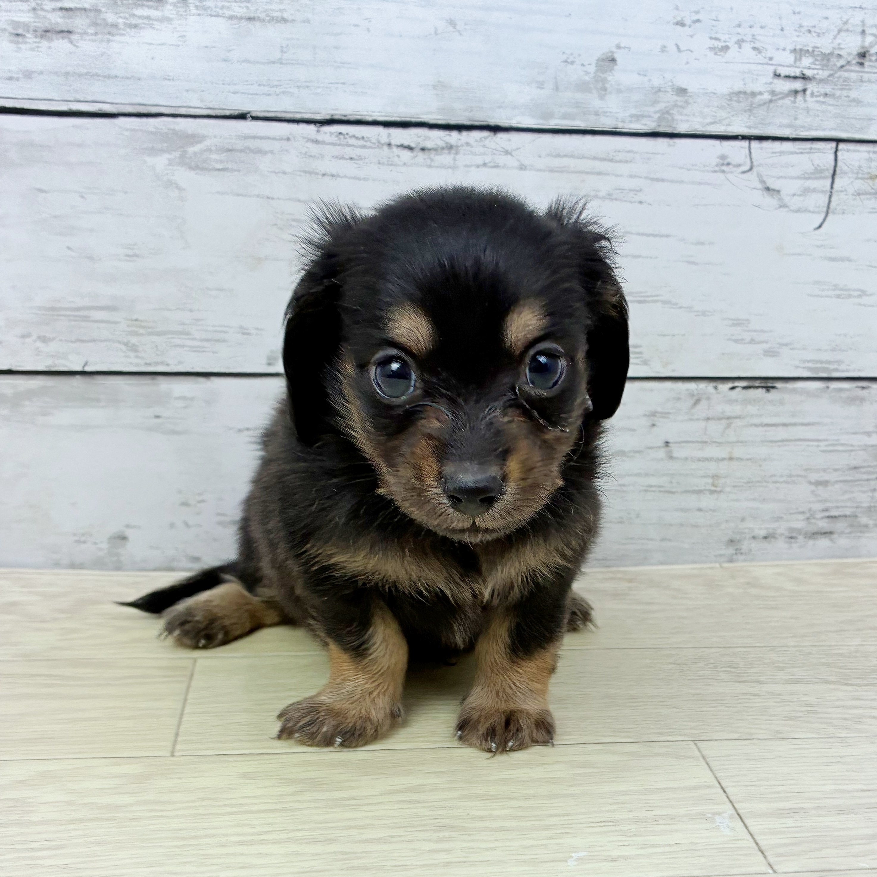 兵庫県のチワックス(チワワ×ダックス) (犬の家＆猫の里ゆめタウン姫路店/2025年6月30日生まれ/男の子/ブラックタン)の子犬