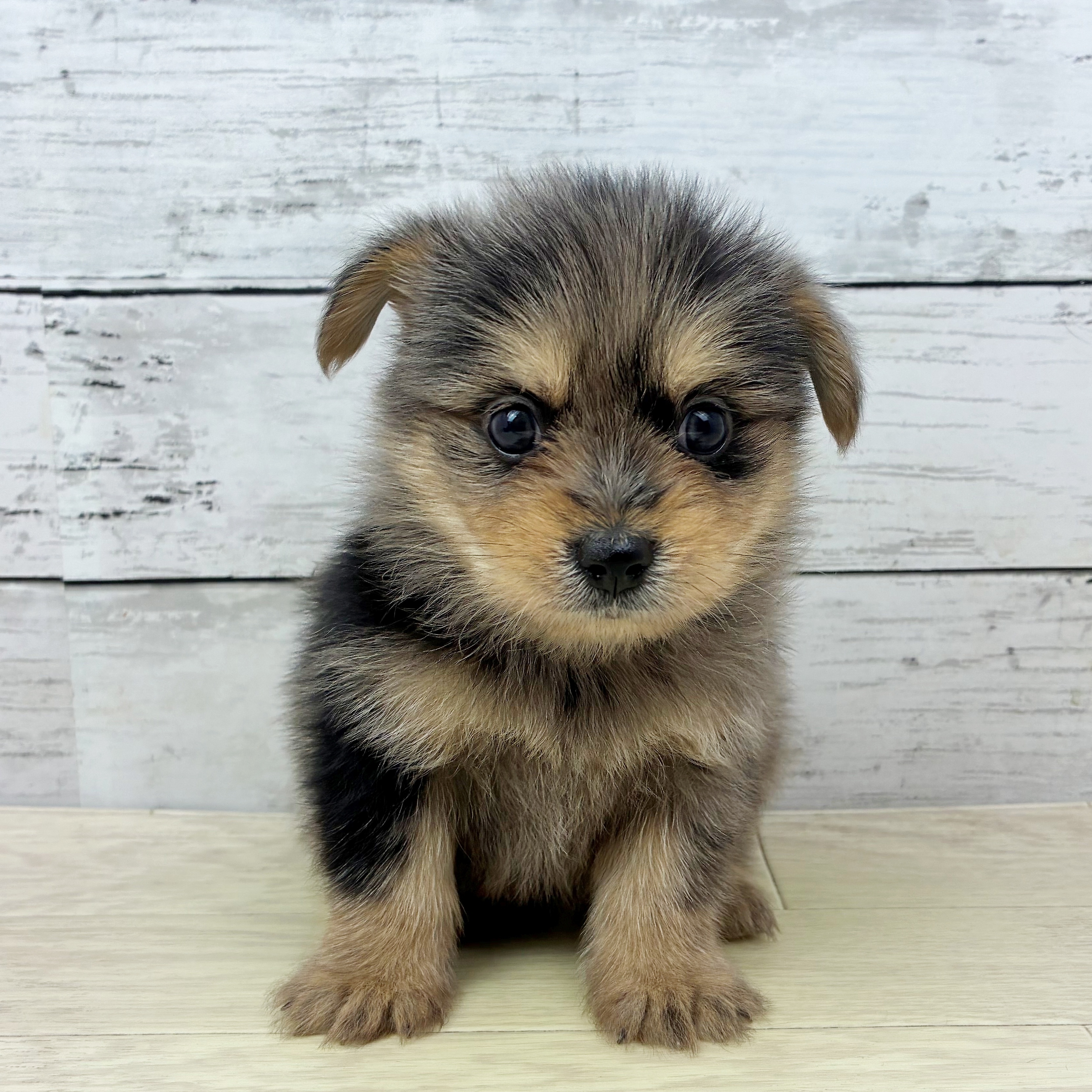 滋賀県のポメキー(ポメラニアン×ヨークシャーテリア) (犬の家＆猫の里近江八幡店/2025年6月29日生まれ/男の子/ブルーマール)の子犬