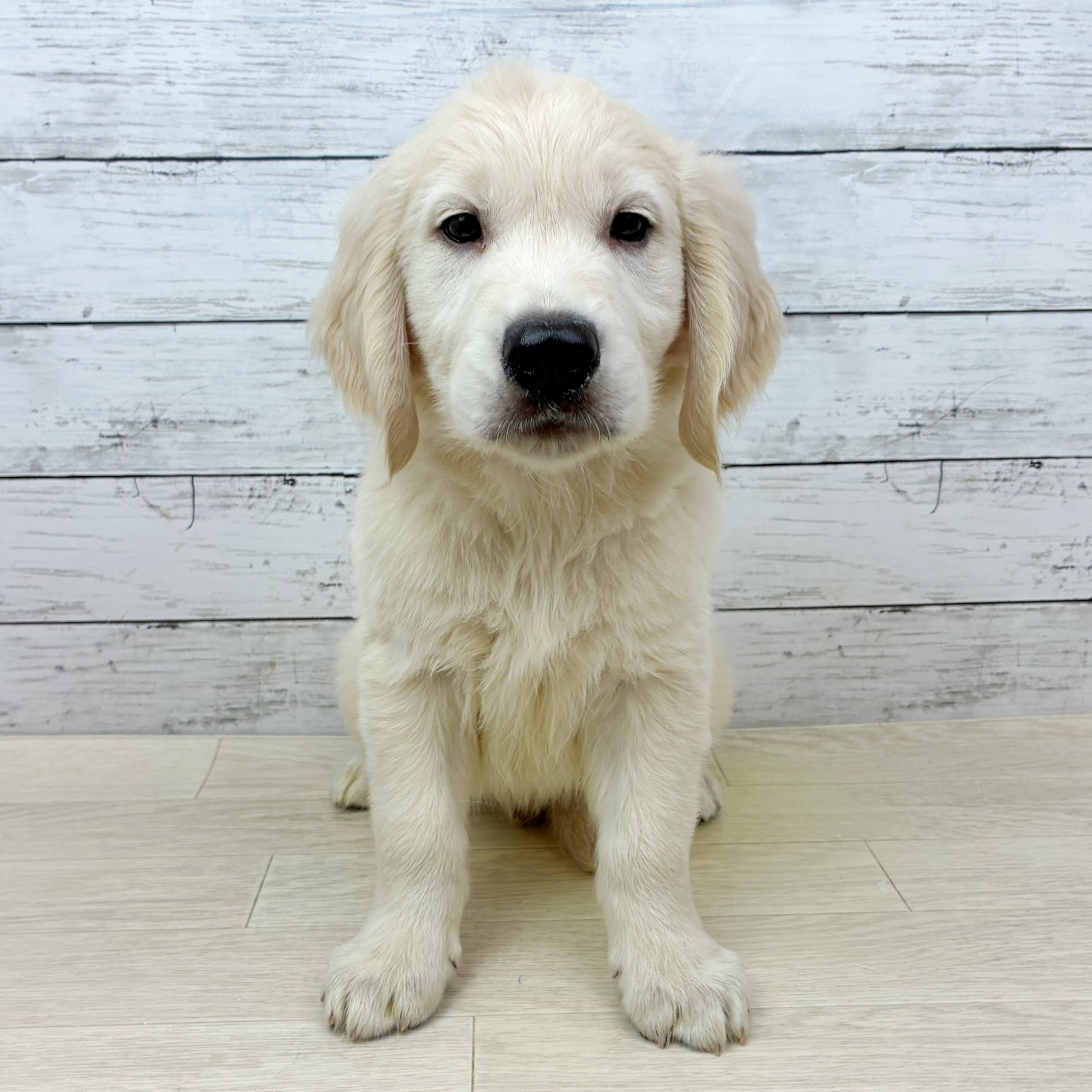 兵庫県のゴールデンレトリバー (犬の家＆猫の里川西店/2025年7月1日生まれ/男の子/クリーム)の子犬