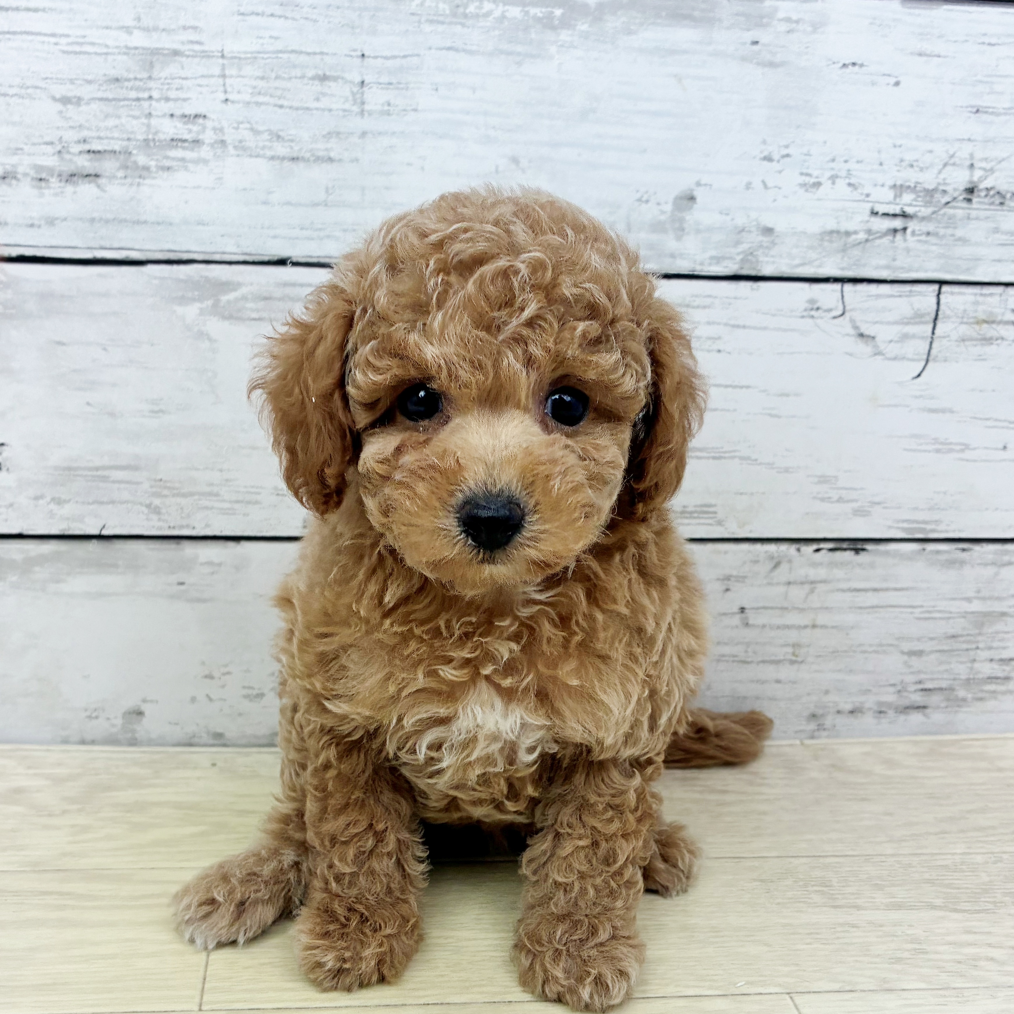 京都府のトイプードル(トイ) (犬の家＆猫の里京都樟葉店/2025年7月1日生まれ/女の子/オレンジフォーン)の子犬