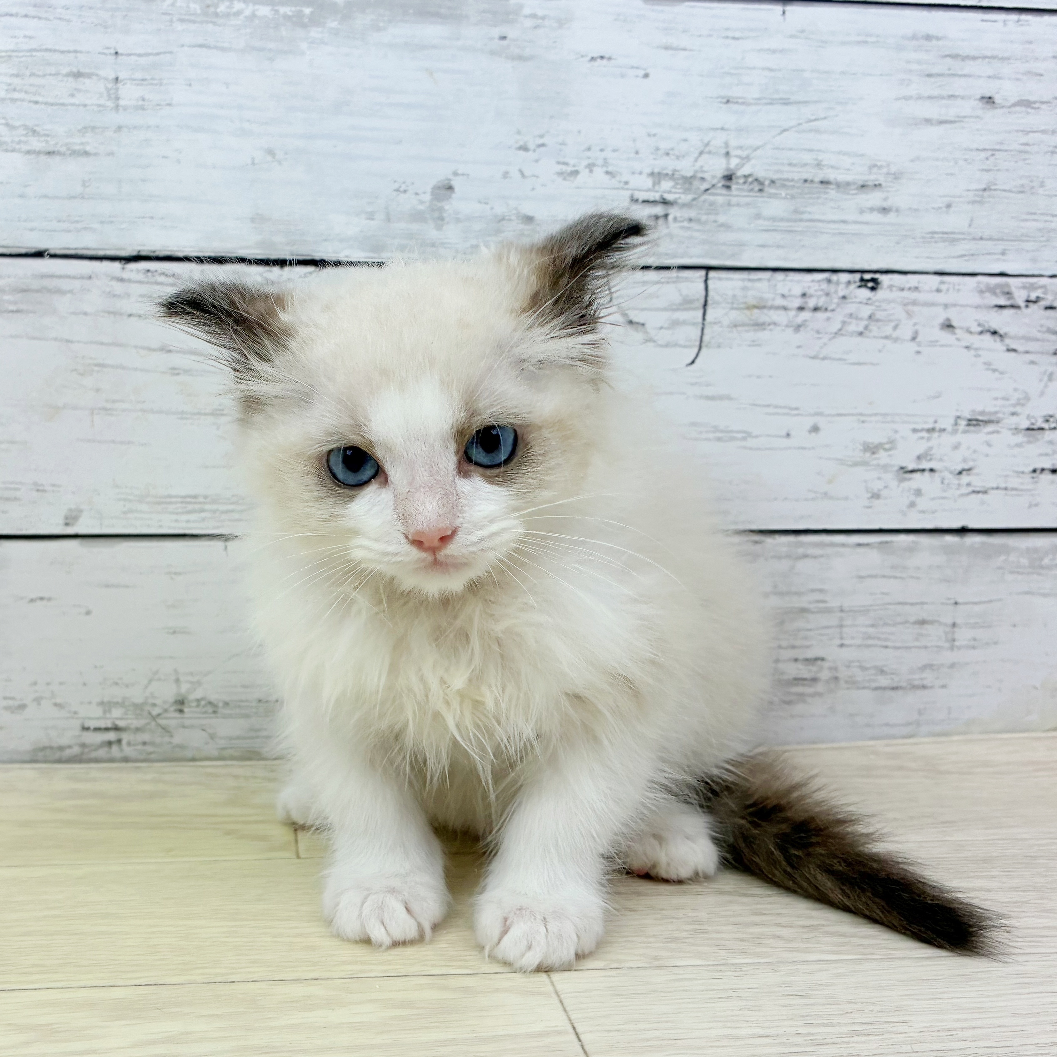 兵庫県のラグドール (犬の家＆猫の里カナート西神戸店/2025年7月3日生まれ/男の子/シールポイントバイカラー)の子猫