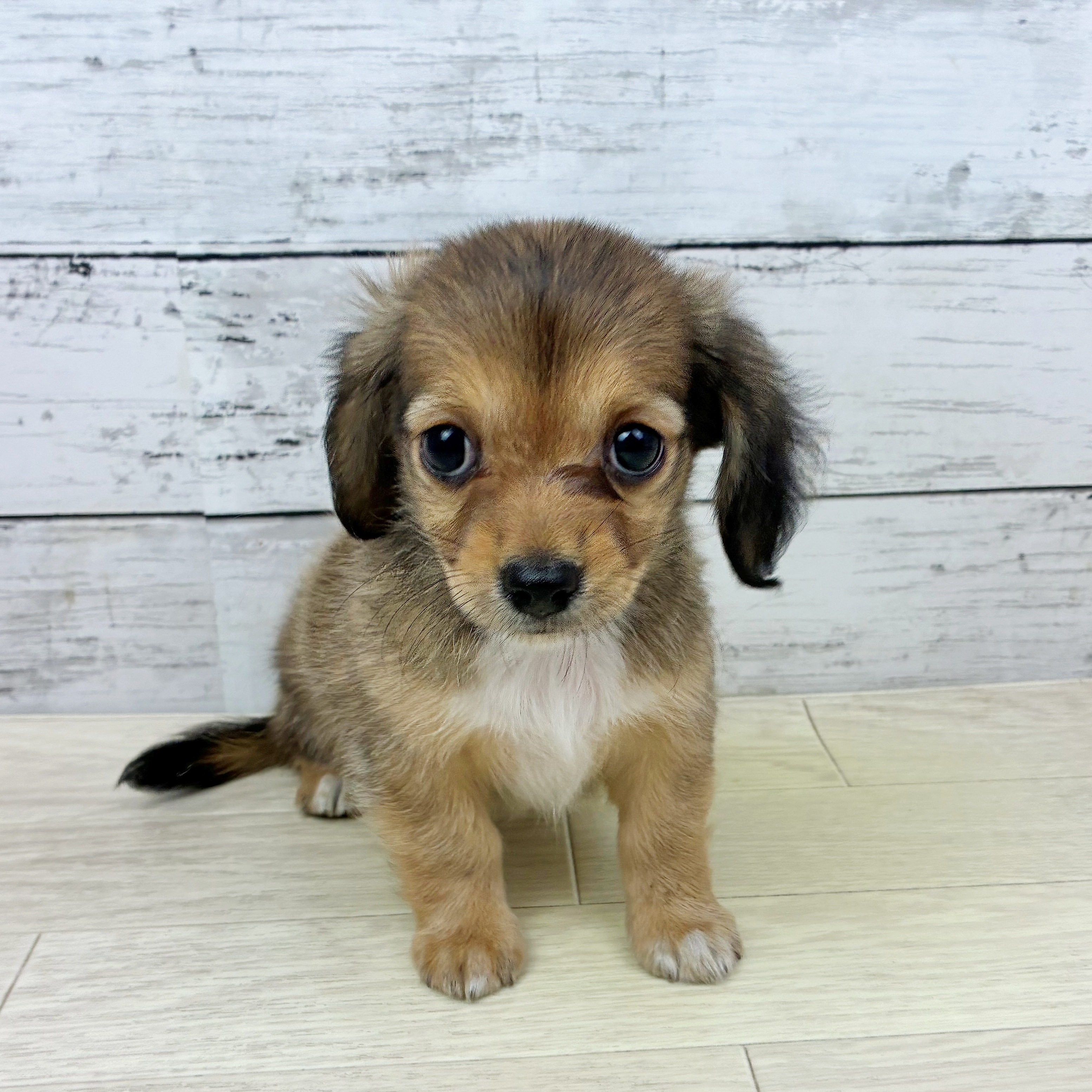 兵庫県のチワックス(チワワ×ダックス) (犬の家＆猫の里川西店/2025年7月1日生まれ/女の子/レッド)の子犬