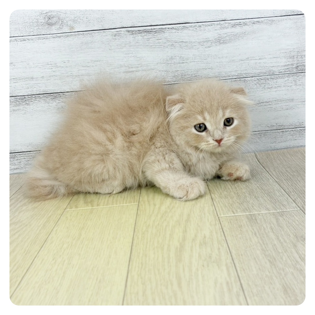 愛知県のスコティッシュフォールド (犬の家＆猫の里春日井本店/2025年7月3日生まれ/女の子/クリームタビー)の子猫