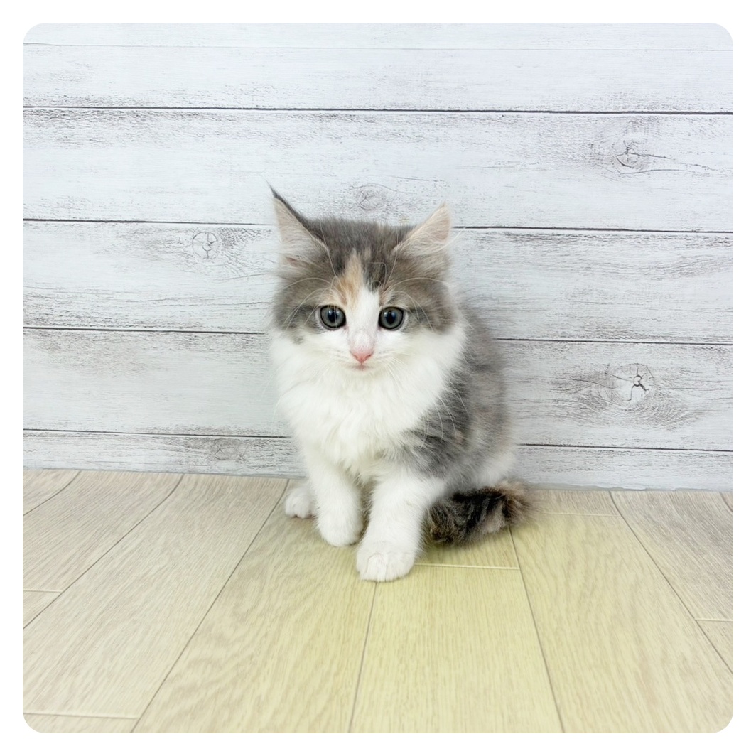 愛知県のノルウェージャンフォレストキャット (犬の家＆猫の里春日井本店/2025年7月3日生まれ/女の子/ブルーパッチドタビーホワイト)の子猫