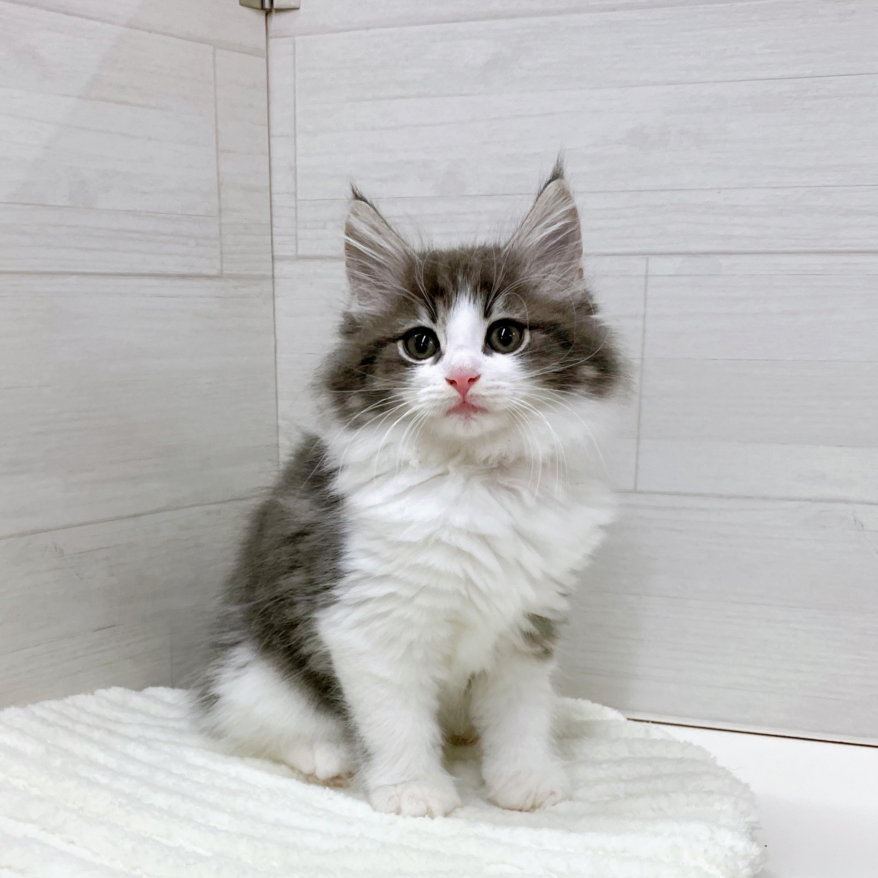 石川県のノルウェージャンフォレストキャット (犬の家＆猫の里アミーゴ金沢おこばた店/2025年7月3日生まれ/男の子/ブルータビーホワイト)の子猫の1枚目の画像