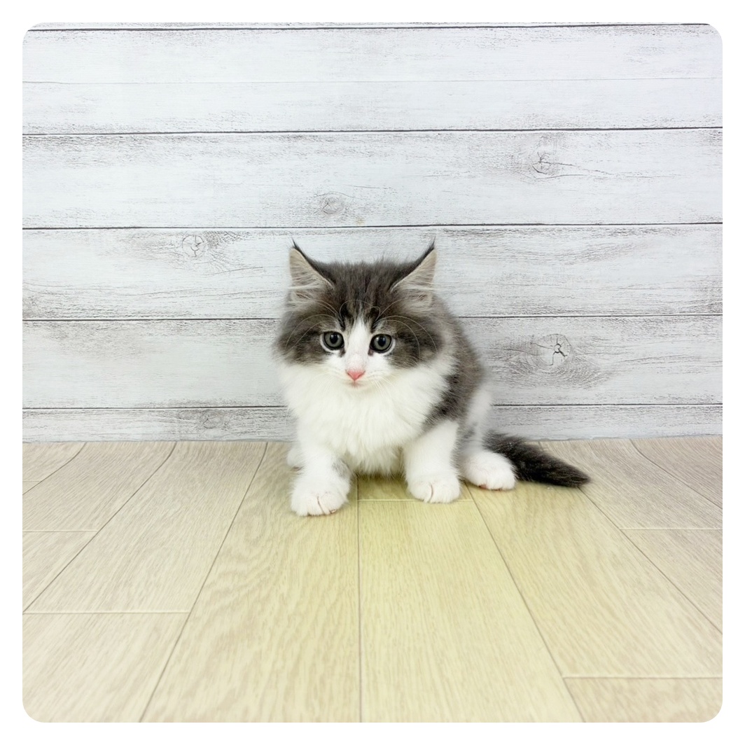 愛知県のノルウェージャンフォレストキャット (犬の家＆猫の里春日井本店/2025年7月3日生まれ/男の子/ブルータビーホワイト)の子猫