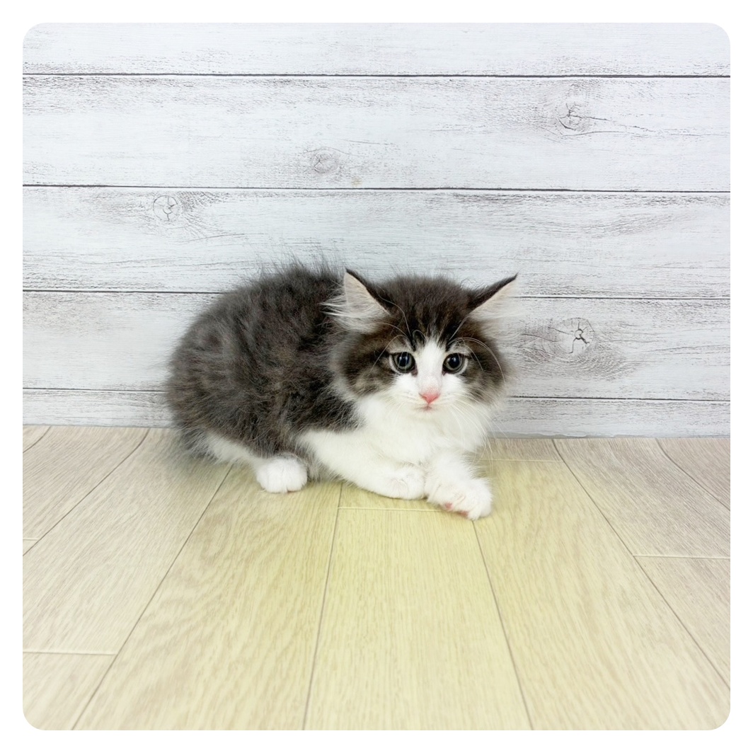 愛知県のノルウェージャンフォレストキャット (犬の家＆猫の里春日井本店/2025年7月3日生まれ/男の子/ブルータビーホワイト)の子猫