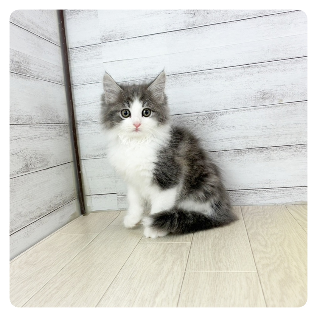愛知県のノルウェージャンフォレストキャット (犬の家＆猫の里春日井本店/2025年7月3日生まれ/男の子/ブルータビーホワイト)の子猫