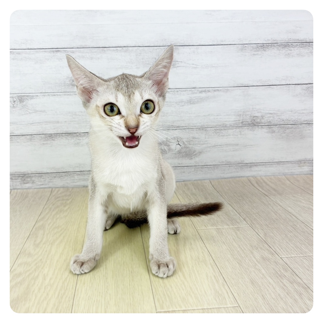愛知県のシンガプーラ (犬の家＆猫の里七宝店/2025年6月13日生まれ/女の子/セピアアグーティ)の子猫