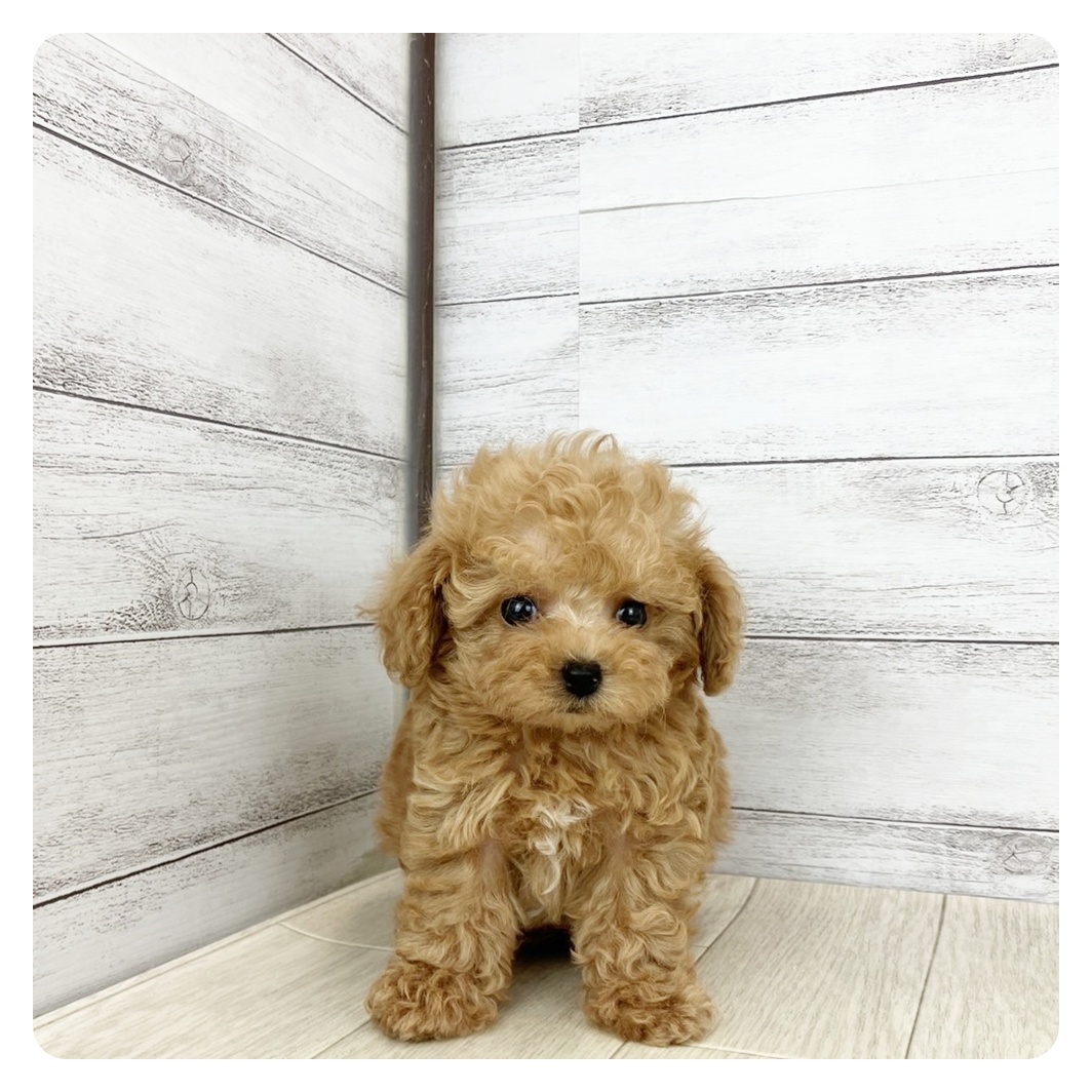愛知県のティーカッププードル (犬の家＆猫の里春日井本店/2025年7月5日生まれ/男の子/アプリコット)の子犬