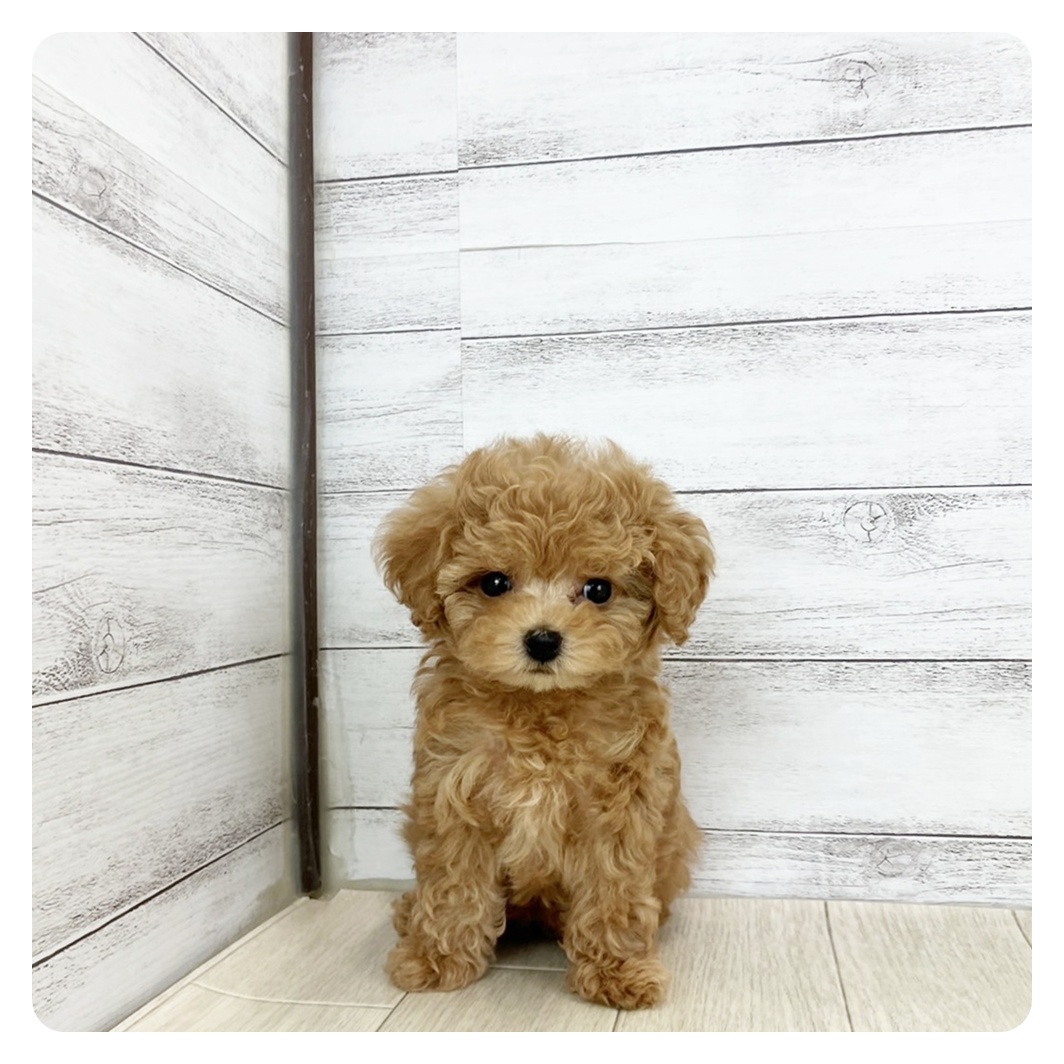 愛知県のティーカッププードル (犬の家＆猫の里春日井本店/2025年7月5日生まれ/女の子/アプリコット)の子犬