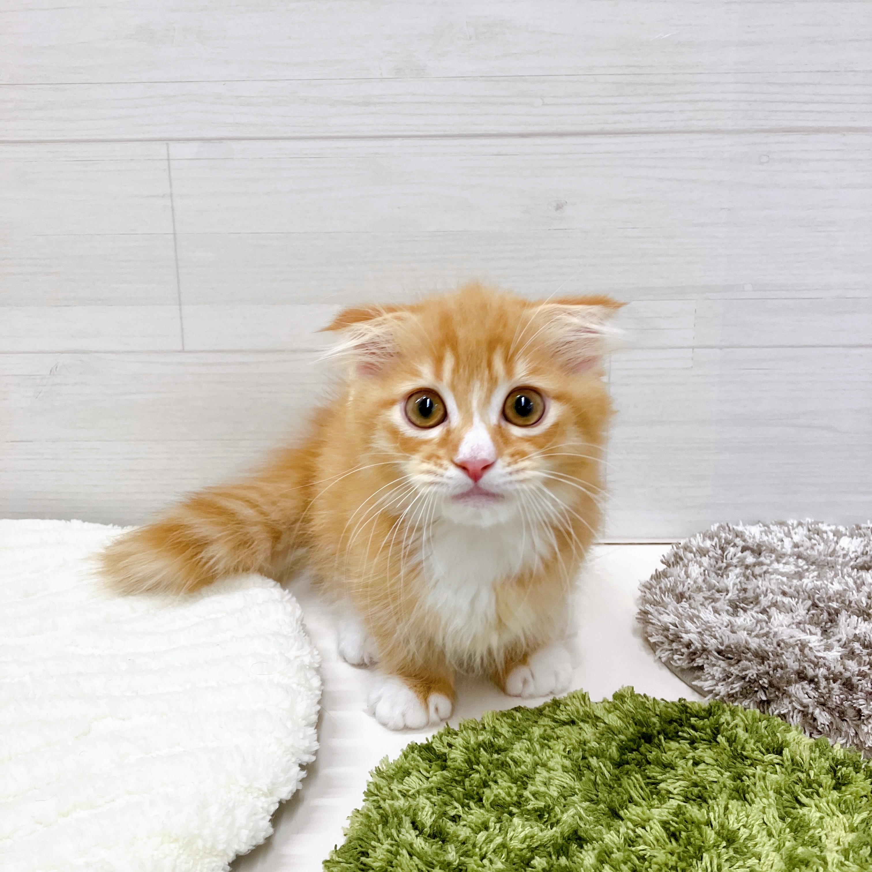 石川県のマンチカン (犬の家＆猫の里アミーゴ金沢おこばた店/2025年7月3日生まれ/男の子/レッドタビーホワイト)の子猫の1枚目の画像