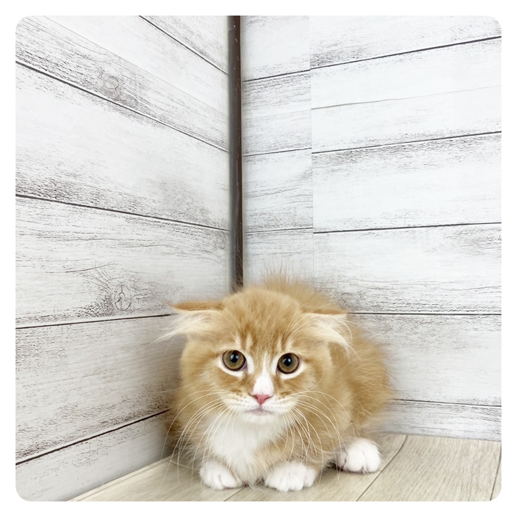 愛知県のマンチカン (犬の家＆猫の里春日井本店/2025年7月3日生まれ/男の子/レッドタビーホワイト)の子猫