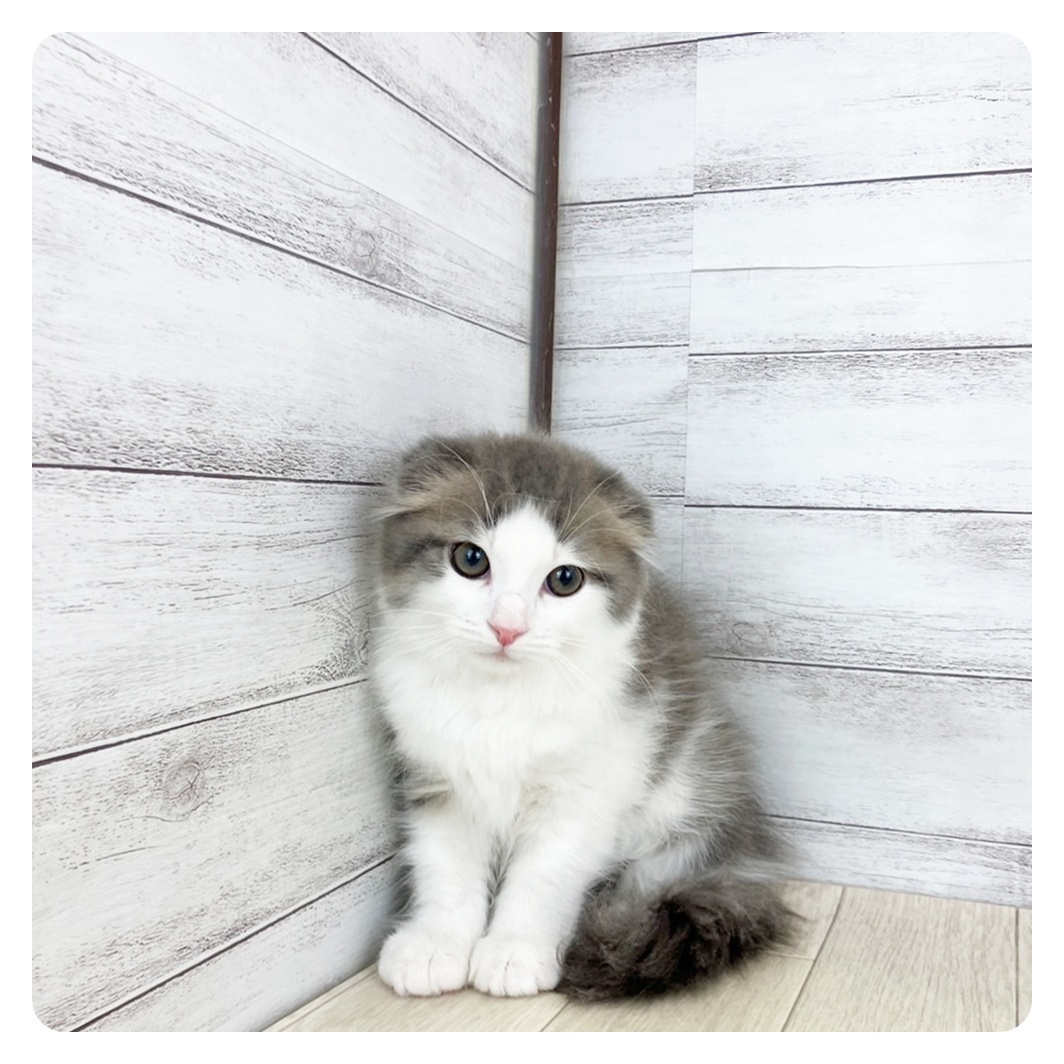 愛知県のスコティッシュフォールド (犬の家＆猫の里春日井本店/2025年7月2日生まれ/男の子/ブルータビーホワイト)の子猫