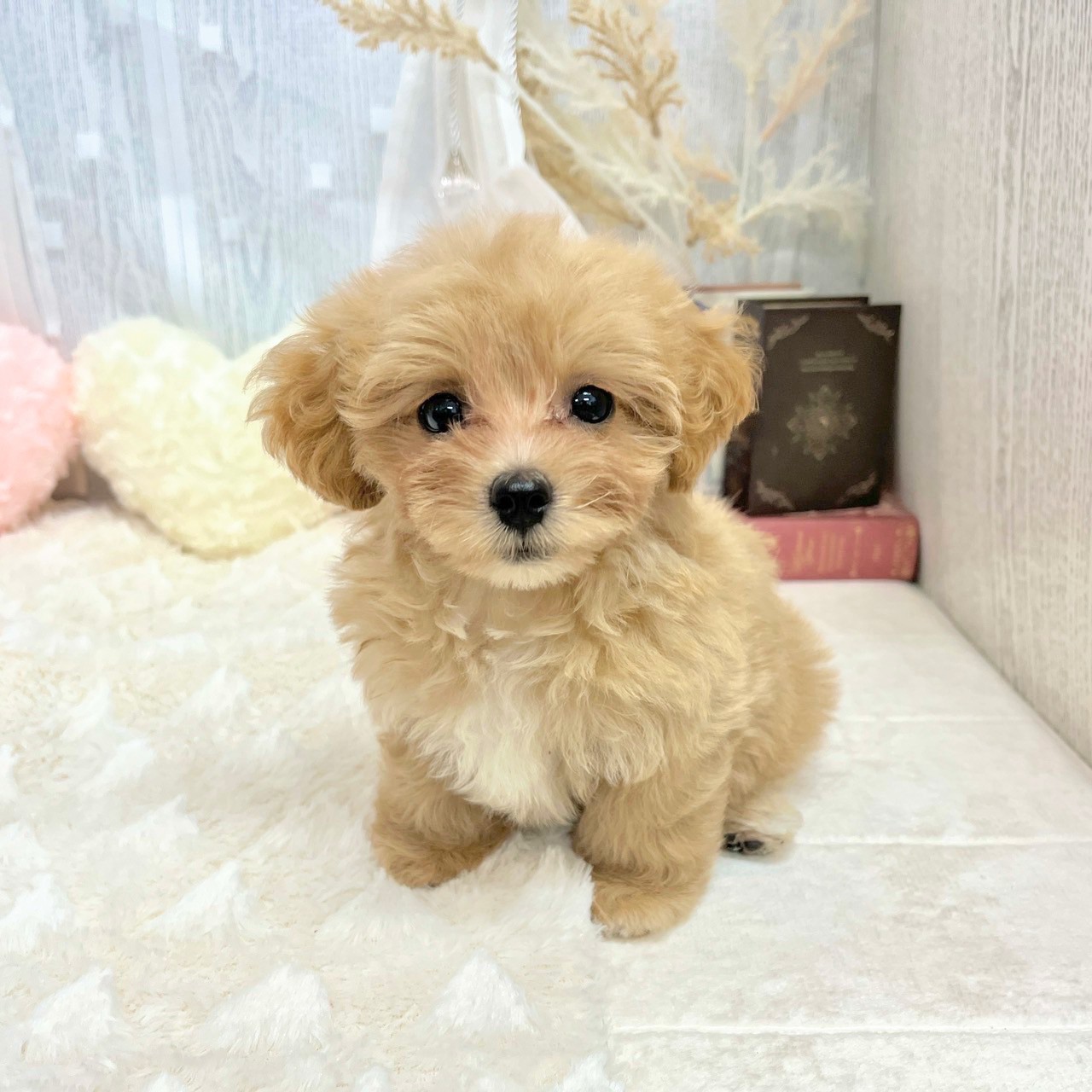 神奈川県のマルプー(マルチーズ×プードル) (犬の家＆猫の里相模原店/2025年7月2日生まれ/女の子/アプリコットホワイト)の子犬の1枚目の画像