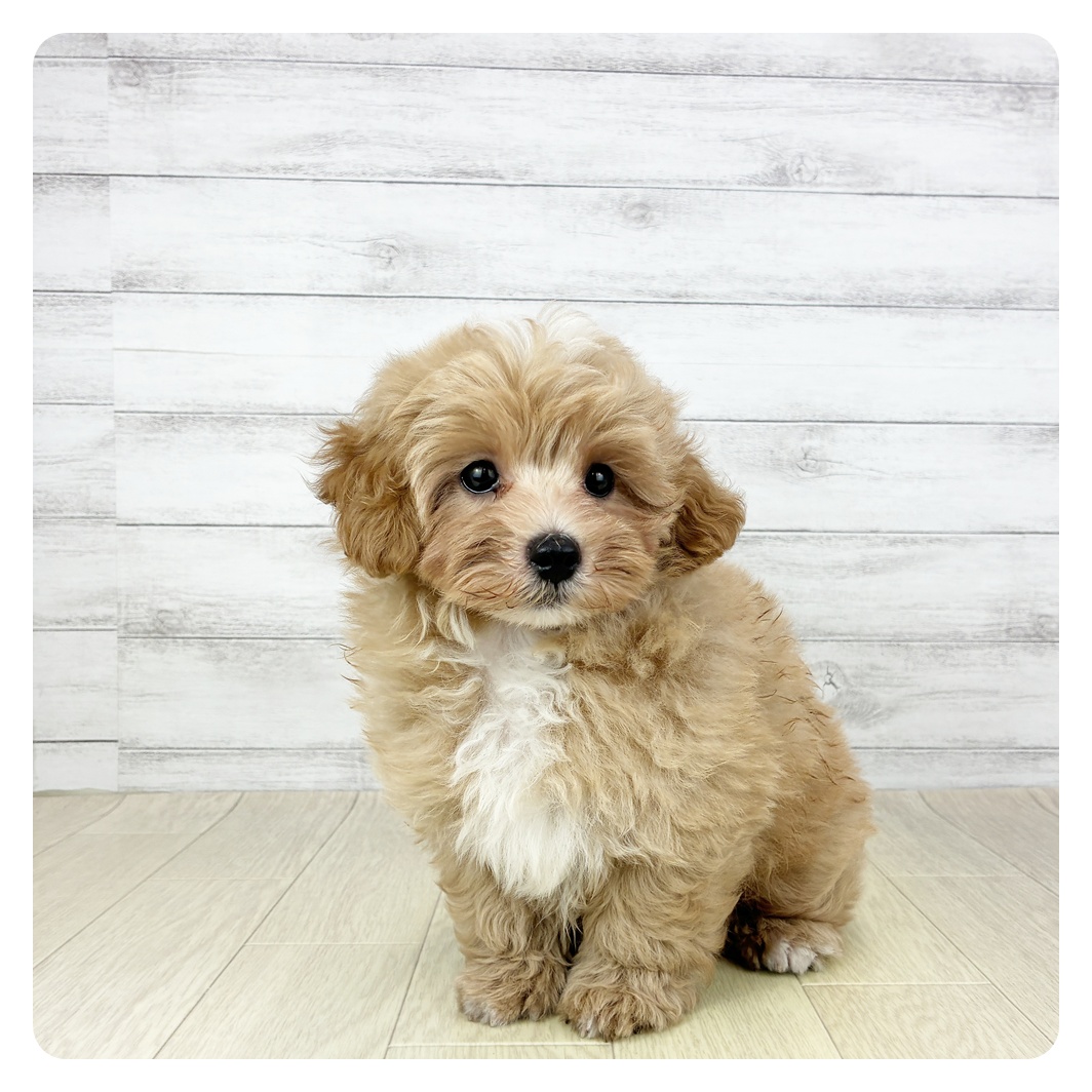 千葉県のマルプー(マルチーズ×プードル) (犬の家＆猫の里ワンズモール稲毛店/2025年7月2日生まれ/男の子/アプリコットホワイト)の子犬の3枚目の画像