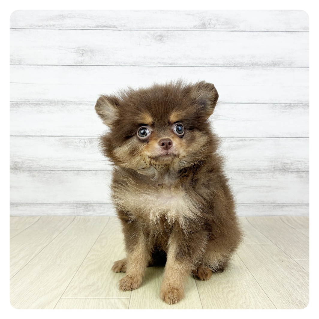 千葉県のポメチワ/チワポメ/ポメチー(ポメラニアン×チワワ) (犬の家＆猫の里BIGHOPガーデンモール印西店/2025年7月3日生まれ/女の子/チョコレートタン)の子犬