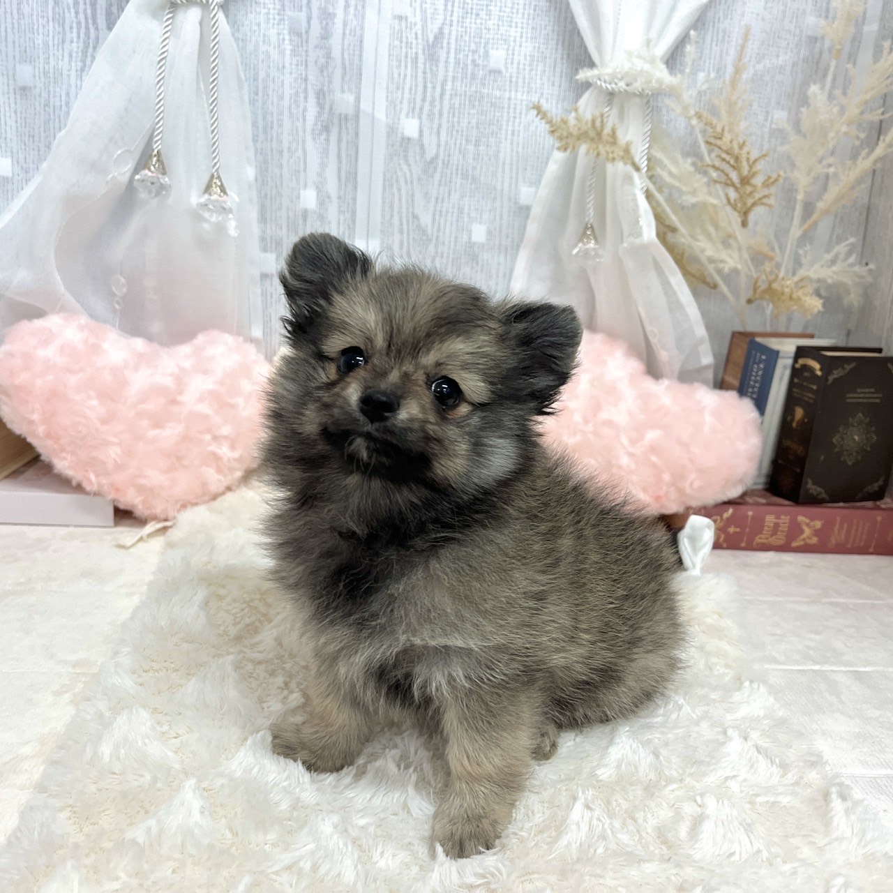 神奈川県のポメチワ/チワポメ/ポメチー(ポメラニアン×チワワ) (犬の家＆猫の里相模原店/2025年7月6日生まれ/女の子/ウルフセーブル)の子犬の2枚目の画像
