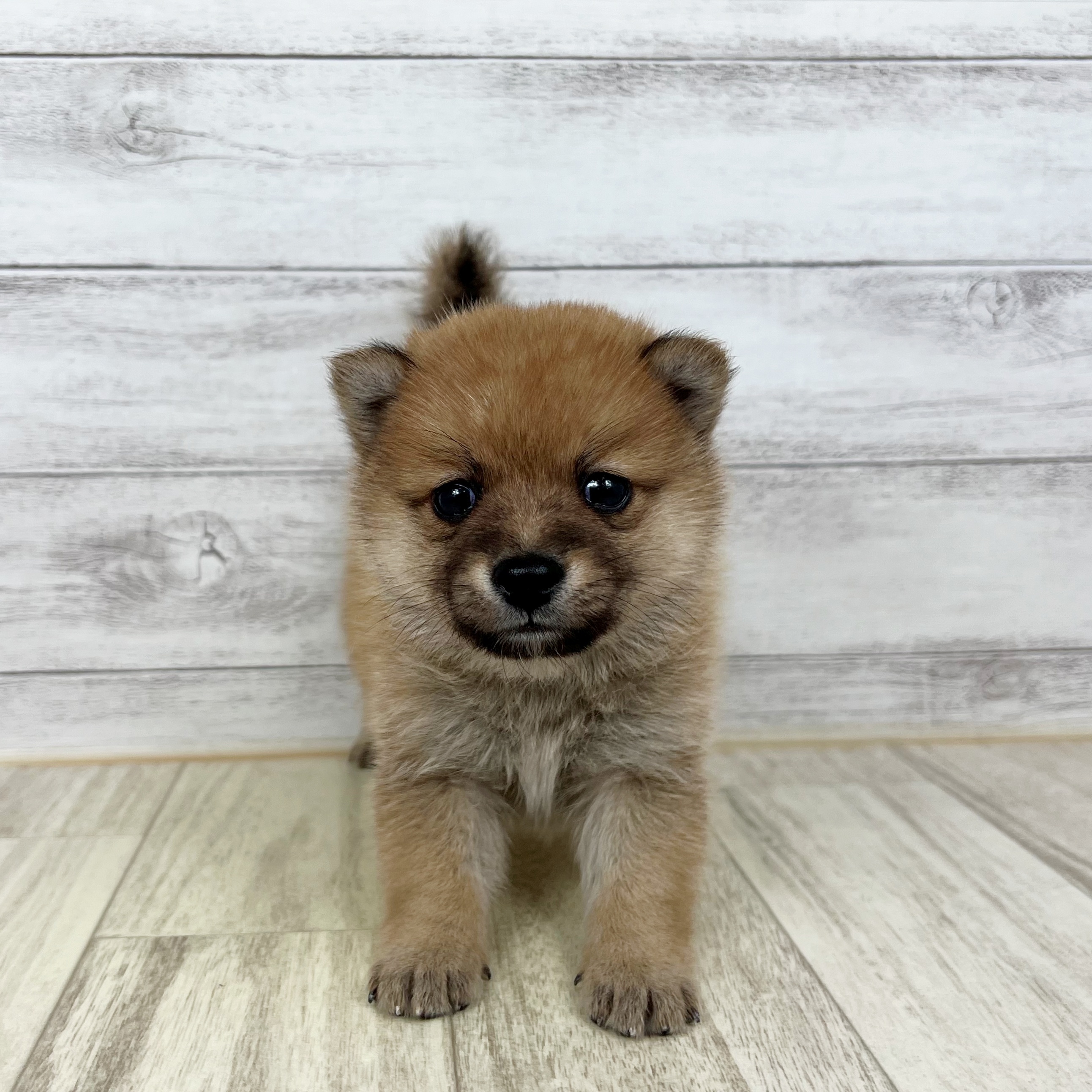 兵庫県のポメ柴/豆ポメ/ポメ豆柴(ポメラニアン×柴犬) (犬の家＆猫の里ニッケパークタウン加古川店/2025年7月5日生まれ/女の子/オレンジ)の子犬