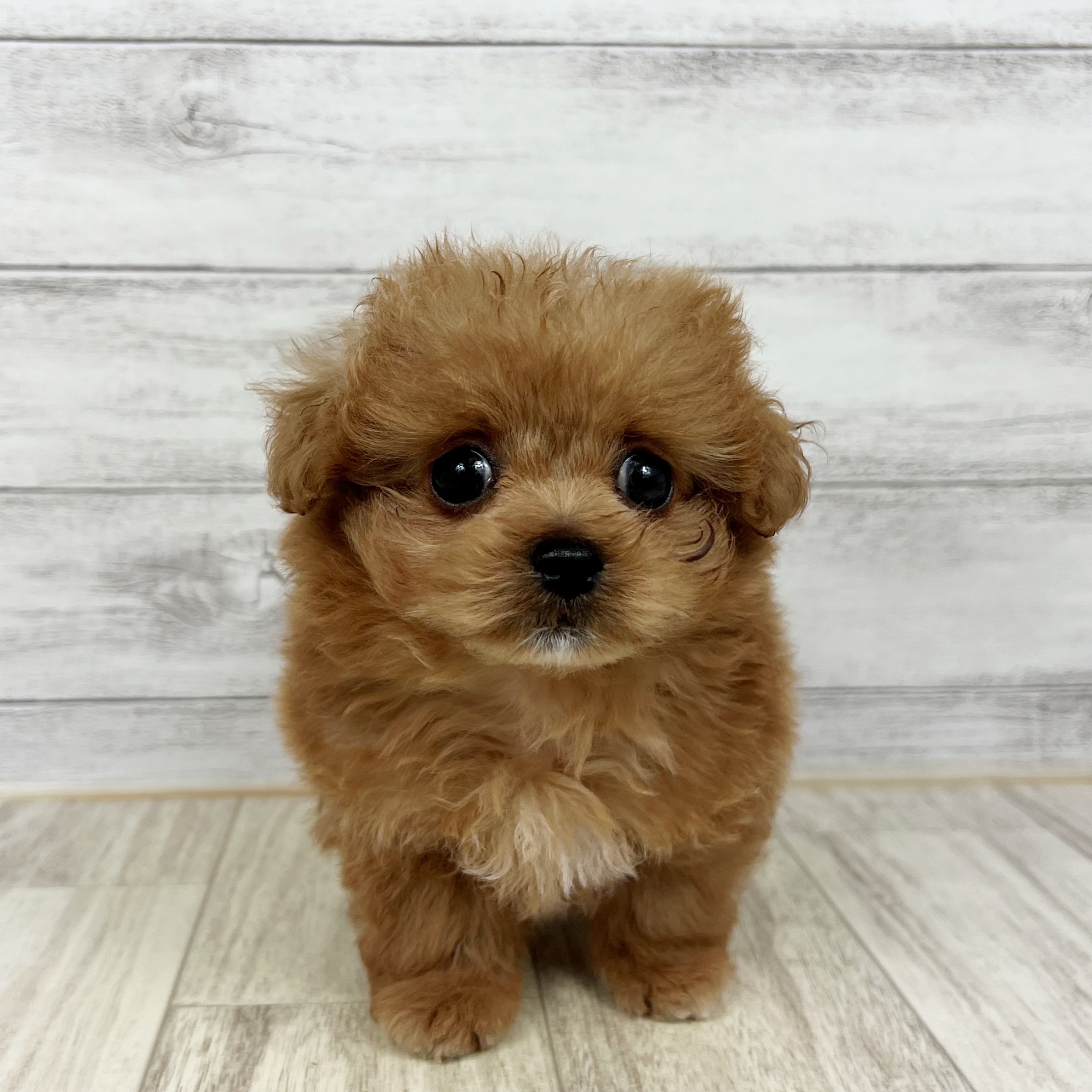 兵庫県のペキプー(ペキニーズ×プードル) (犬の家＆猫の里尼崎店/2025年7月3日生まれ/男の子/アプリコット)の子犬
