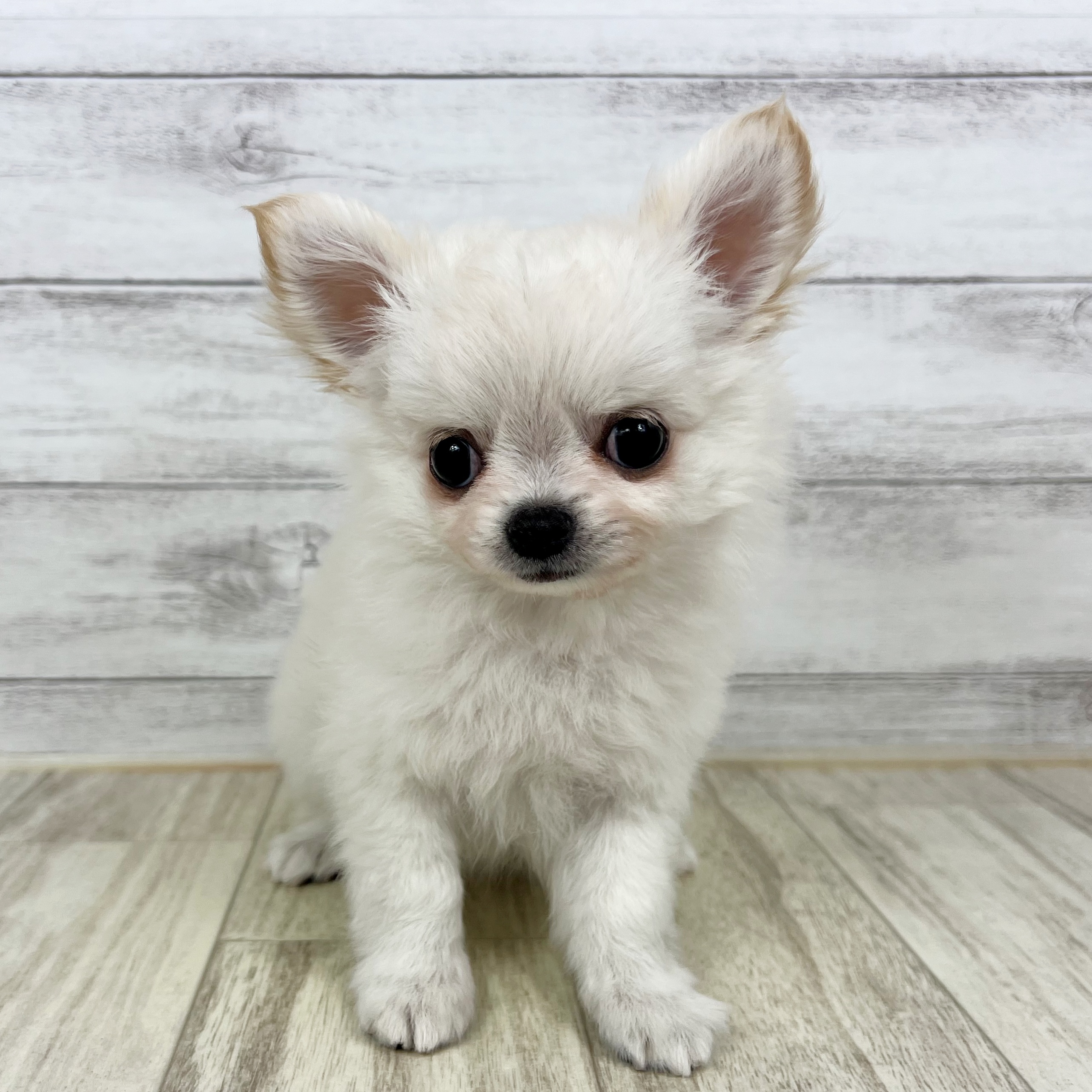 兵庫県のチワワ(ロング) (犬の家＆猫の里神戸店/2025年7月5日生まれ/男の子/クリームホワイト)の子犬