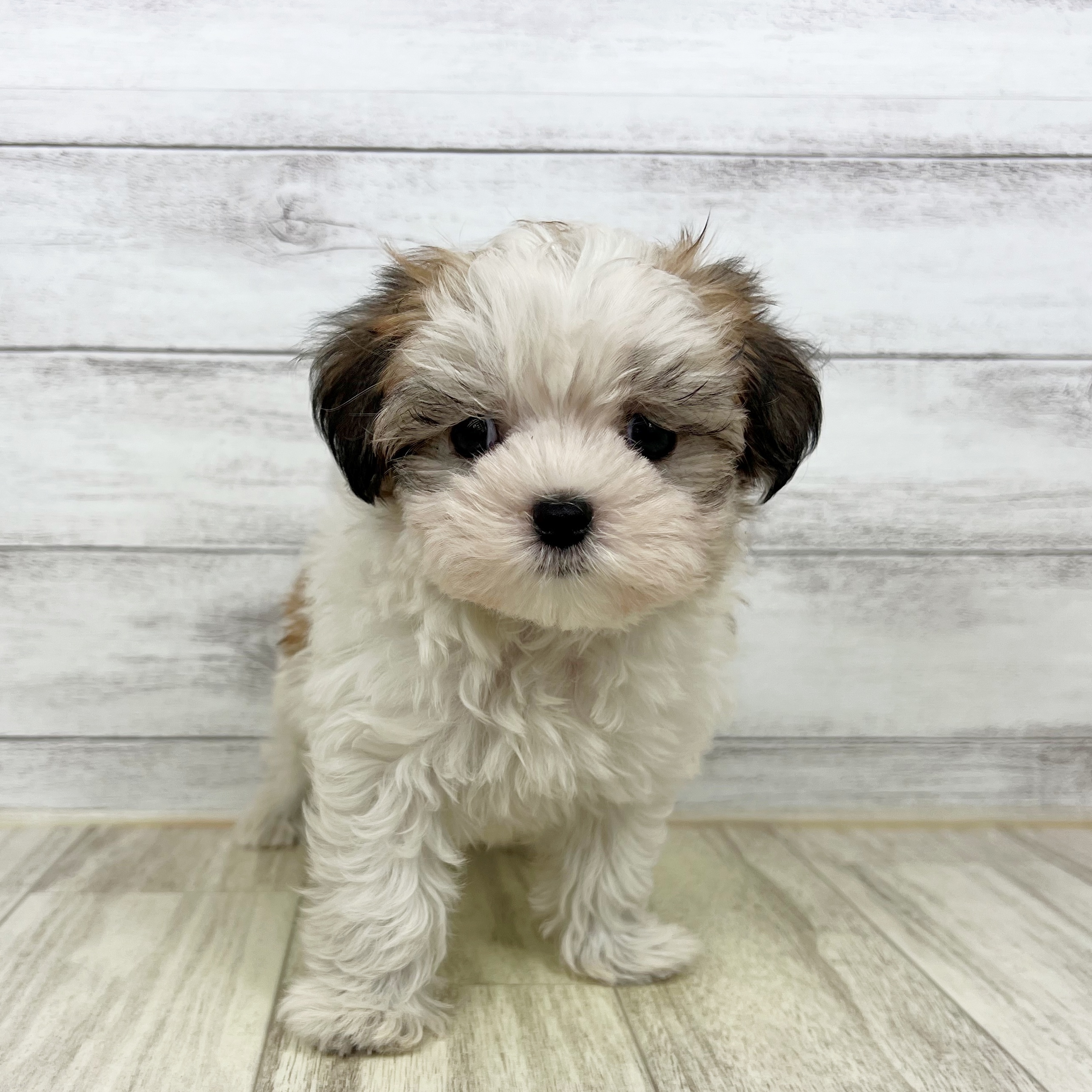 大阪府のハーフ犬・ミックス犬 (犬の家＆猫の里そよら東岸和田店/2025年7月4日生まれ/女の子/ホワイトセーブル)の子犬の4枚目の画像