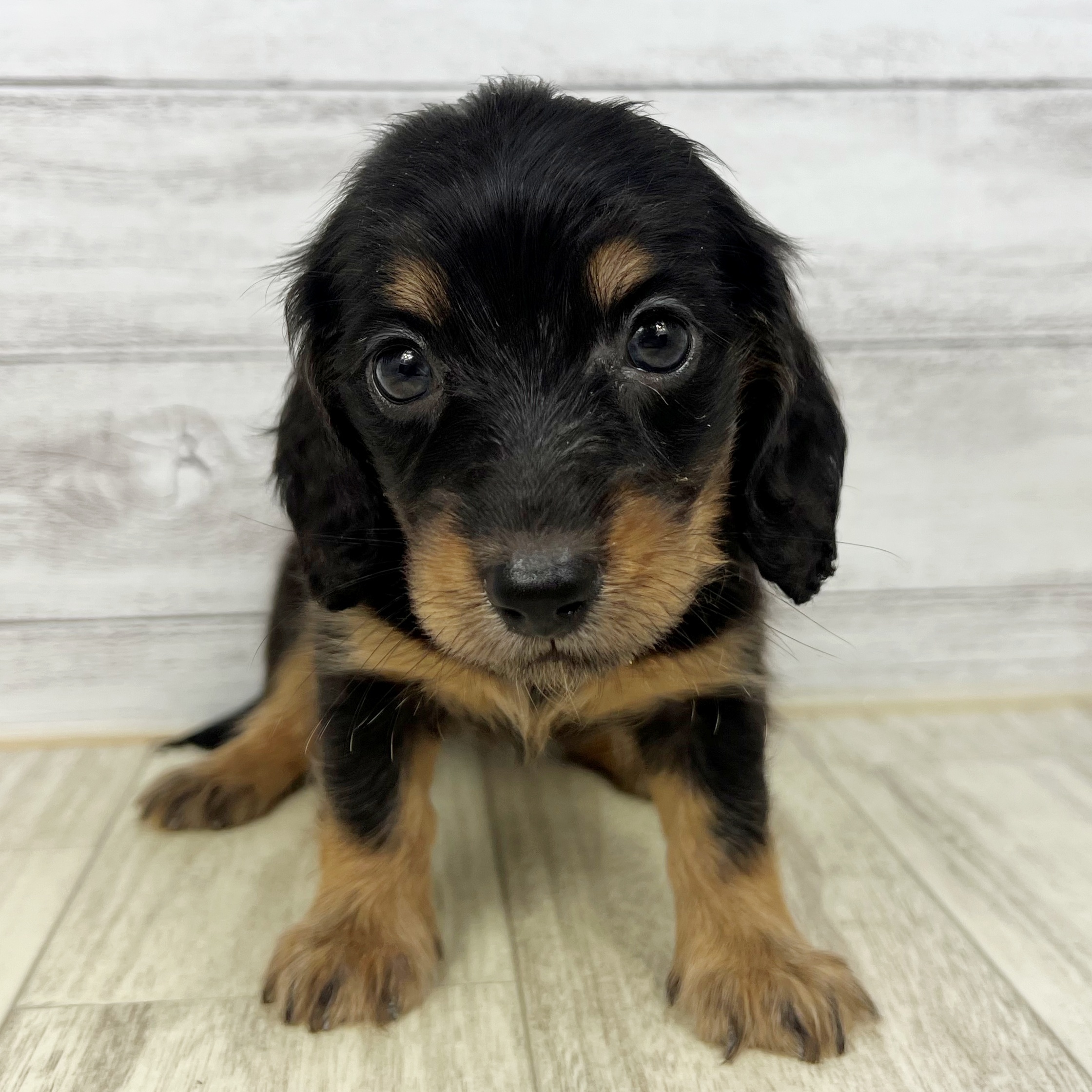 兵庫県のミニチュアダックスフンド(ロング) (犬の家＆猫の里ゆめタウン姫路店/2025年7月6日生まれ/女の子/ブラックタン)の子犬