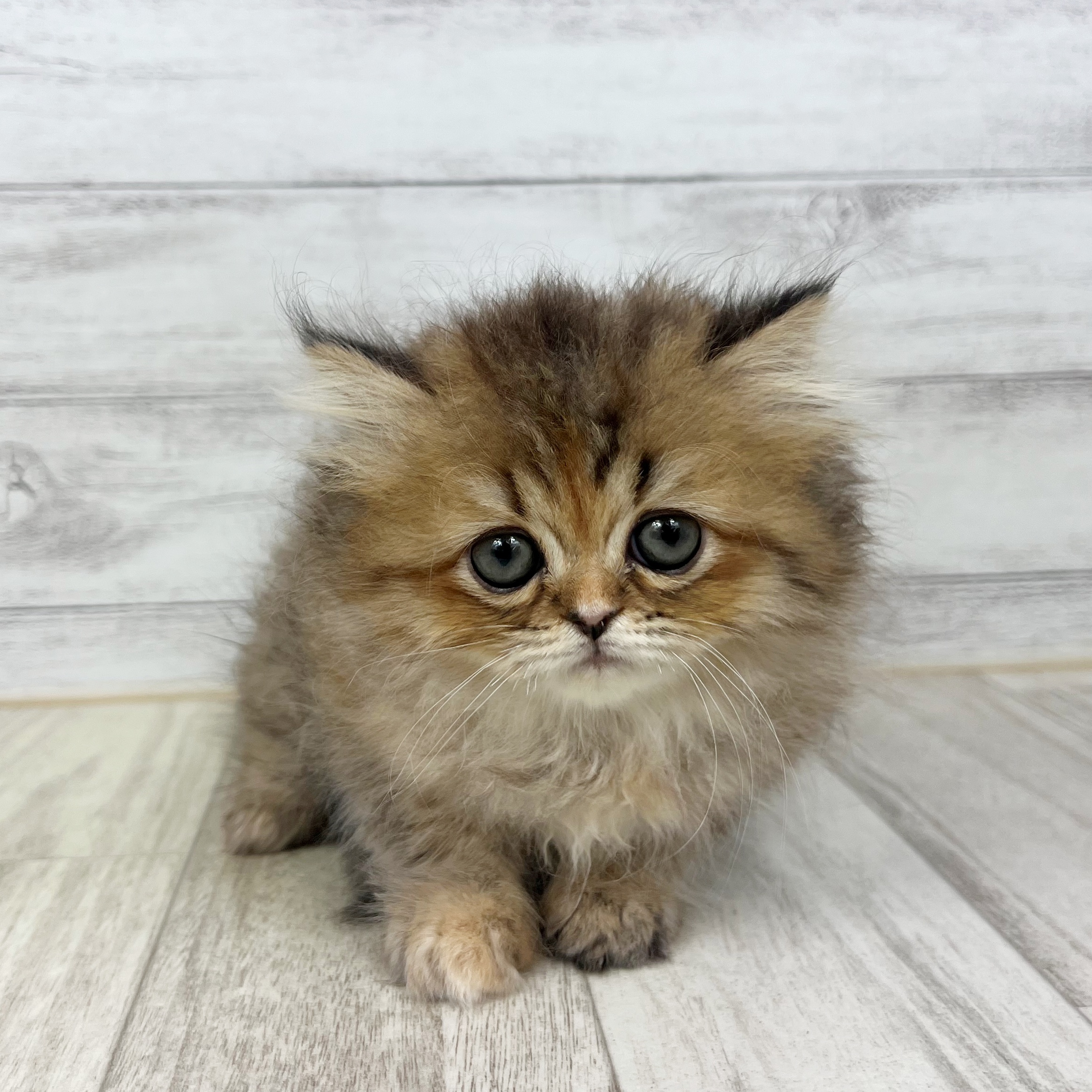 兵庫県のエキゾチック (犬の家＆猫の里川西店/2025年7月3日生まれ/女の子/ブラウンパッチドタビー)の子猫の2枚目の画像