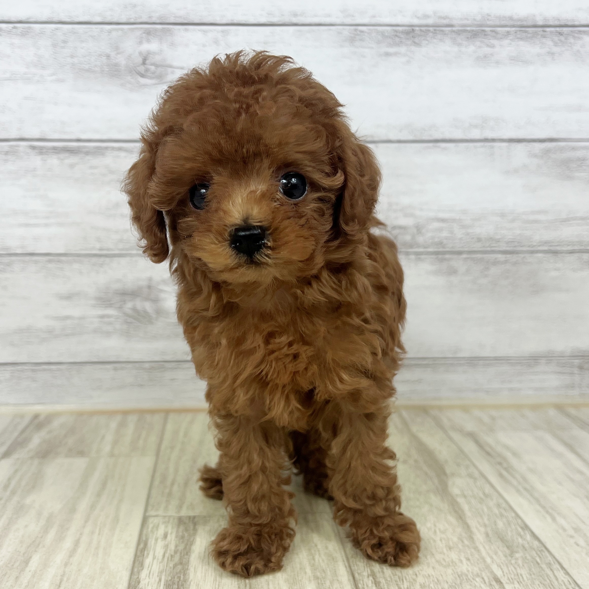 大阪府のタイニープードル (犬の家＆猫の里吹田店/2025年7月3日生まれ/男の子/レッド)の子犬の2枚目の画像