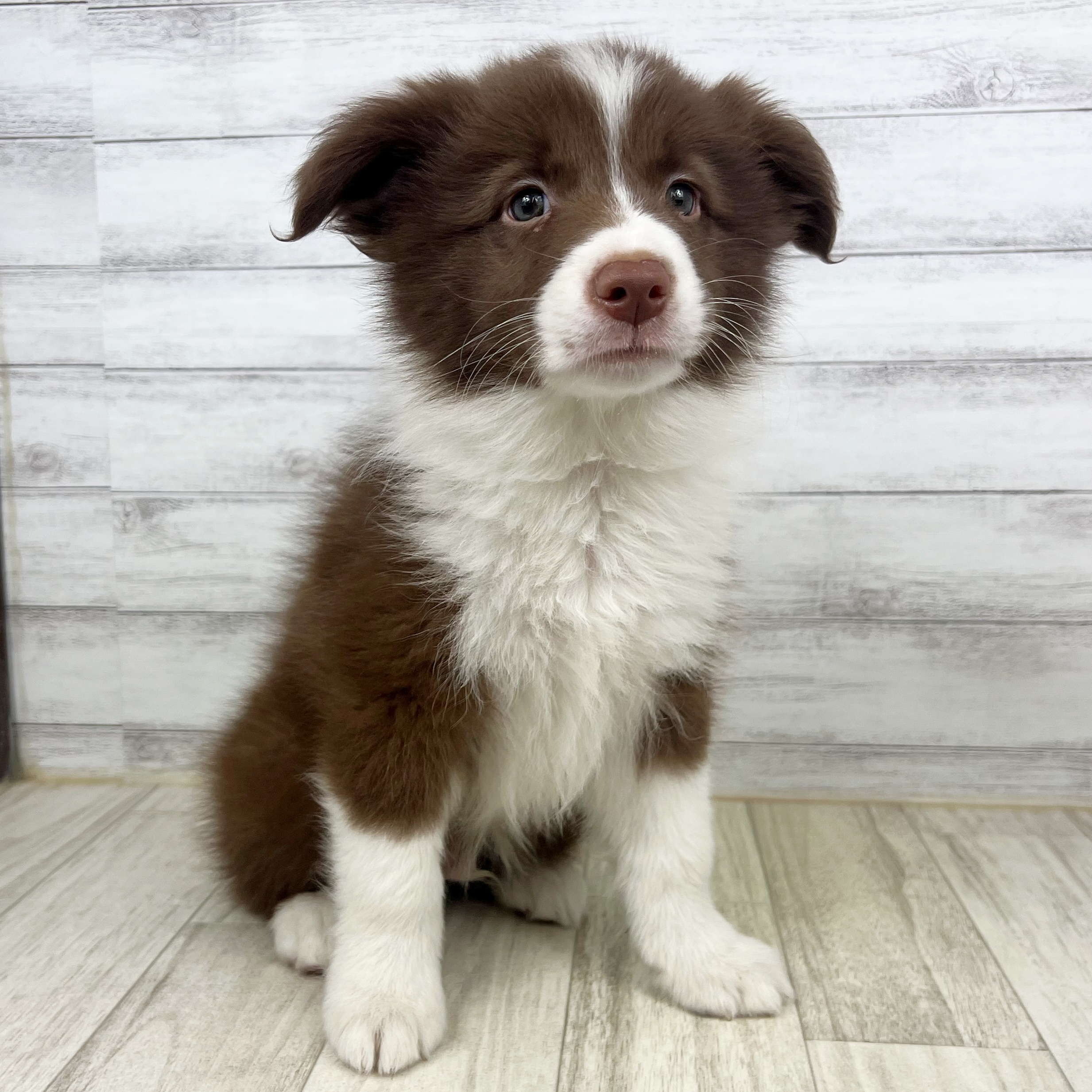 大阪府のボーダーコリー (犬の家＆猫の里そよら東岸和田店/2025年7月3日生まれ/男の子/チョコレートホワイト)の子犬の2枚目の画像