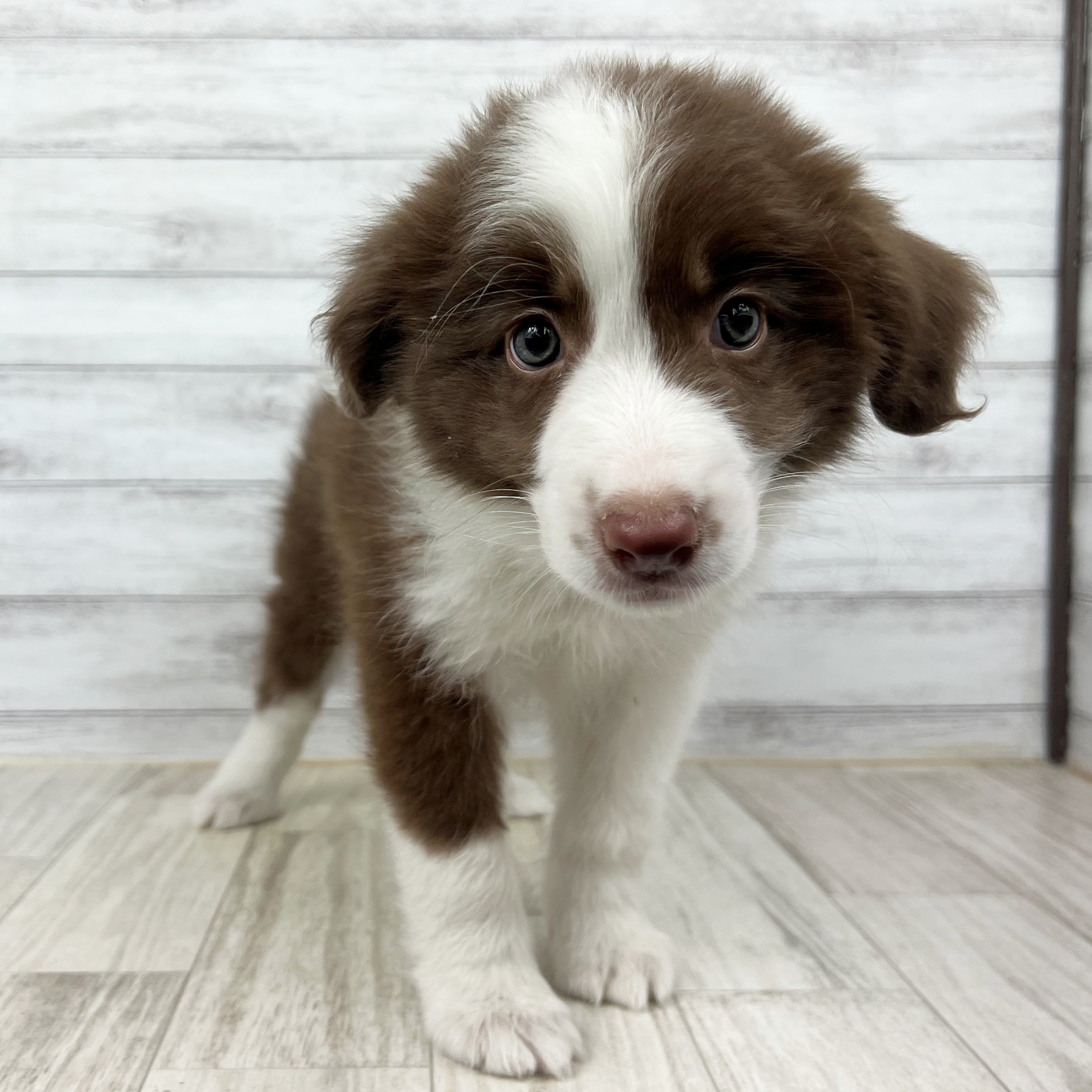 岡山県のボーダーコリー (犬の家＆猫の里倉敷店/2025年7月3日生まれ/女の子/チョコレートホワイト)の子犬の2枚目の画像