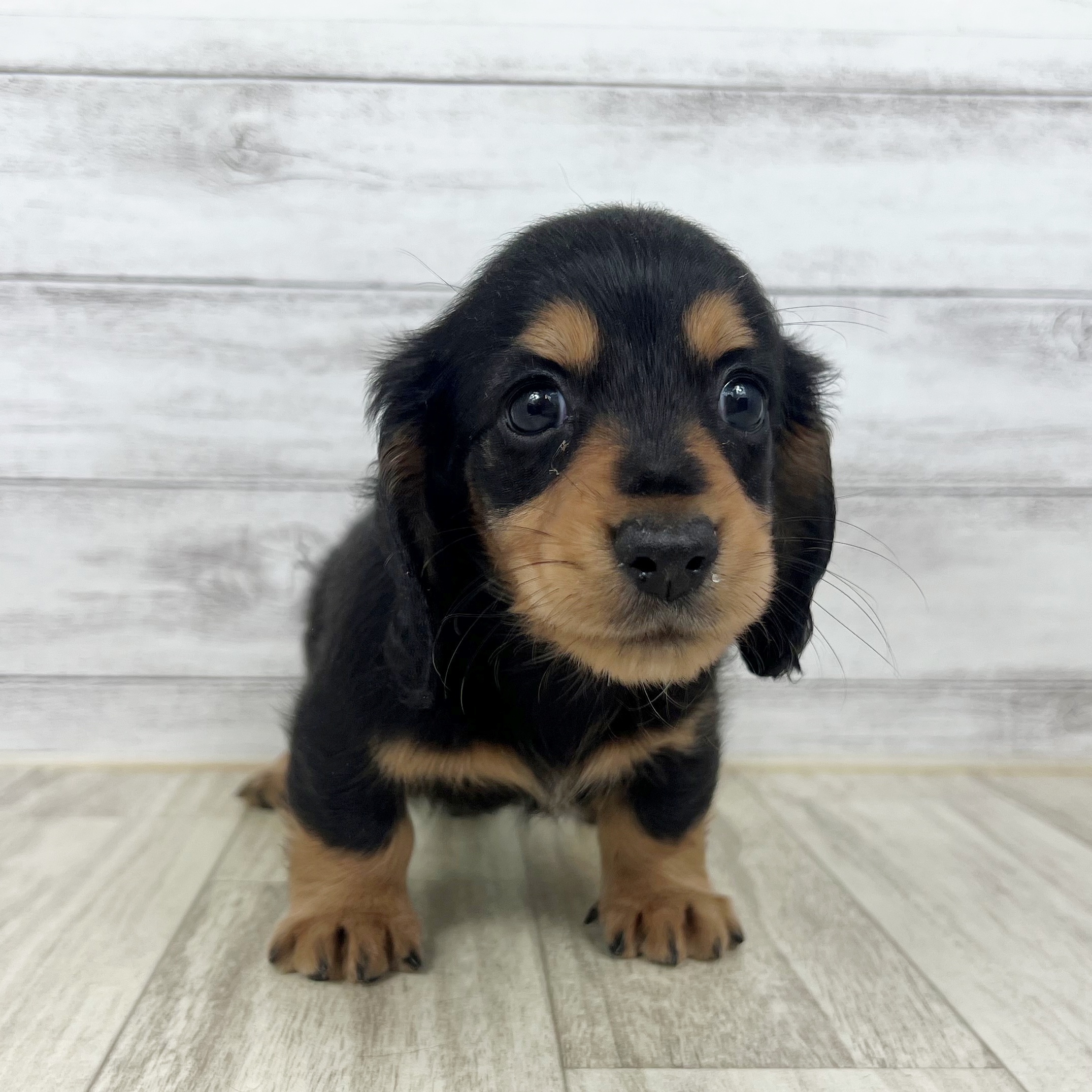 兵庫県のミニチュアダックスフンド(ロング) (犬の家＆猫の里尼崎店/2025年7月4日生まれ/男の子/ブラックイエロー)の子犬